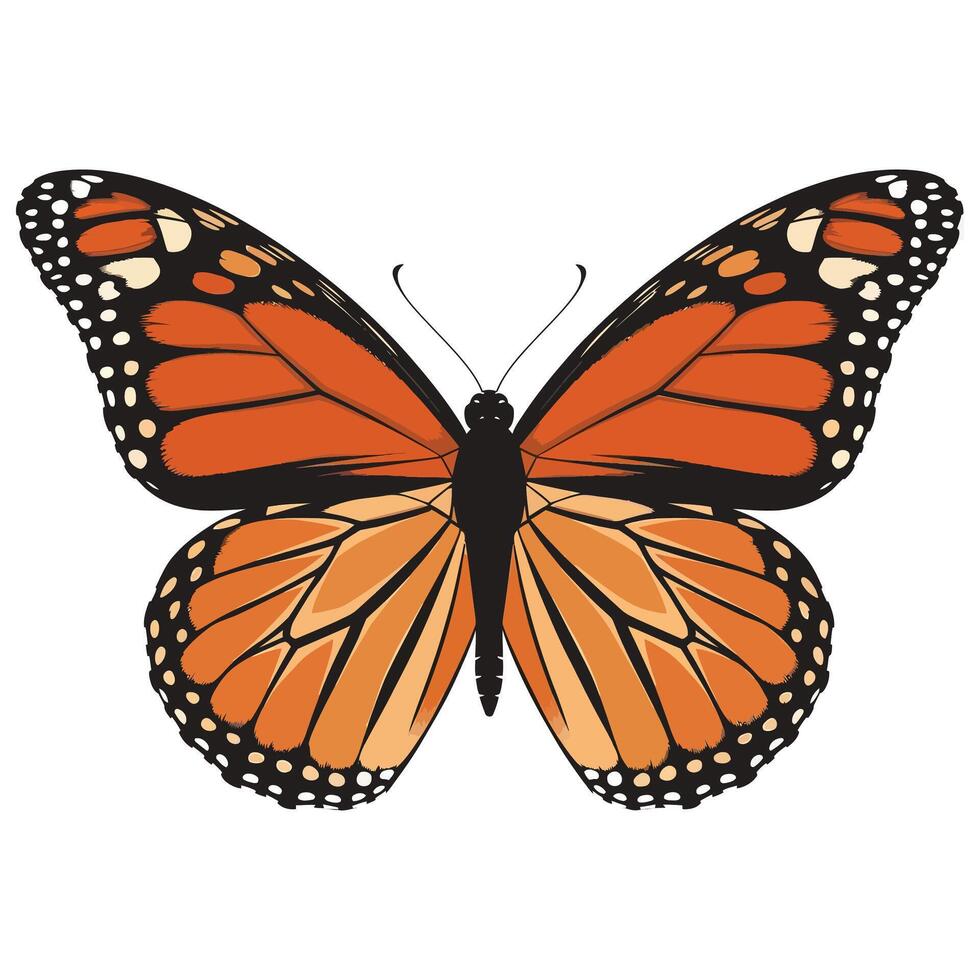 A monarch butterfly is shown on a white background vector