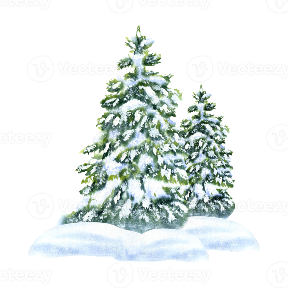 Fir tree in snow with drifts. Winter watercolor illustration drawn by hand. Isolated on background. For decoration, design, packaging, postcards, souvenirs, printing png