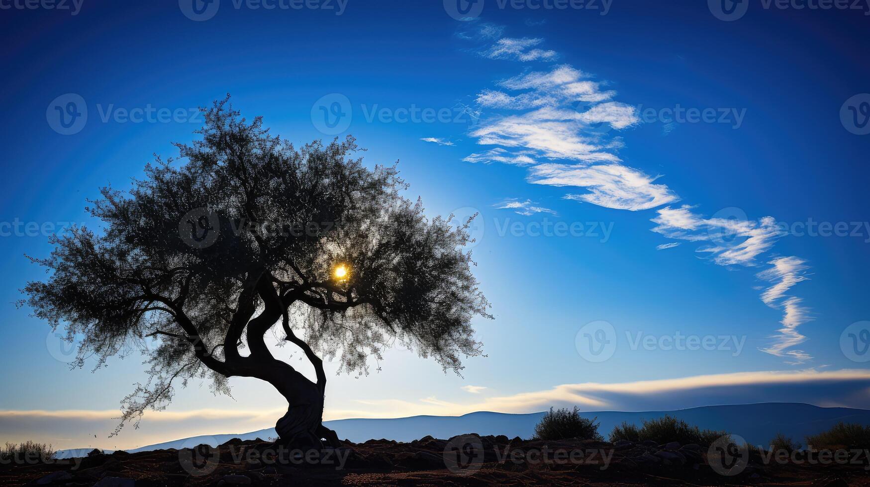 branches olive tree silhouette photo