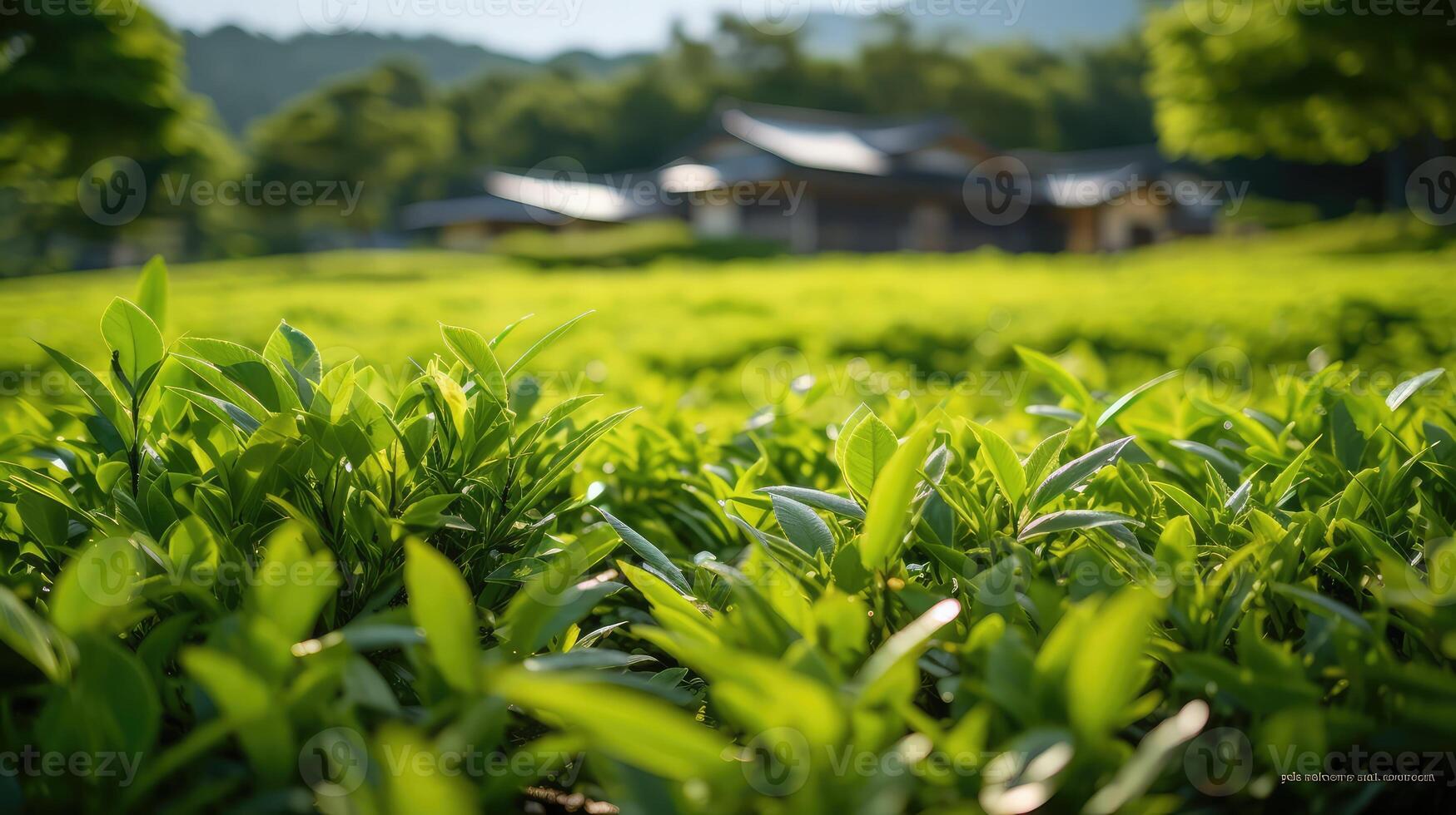 harvest gyokuro tea leaves photo