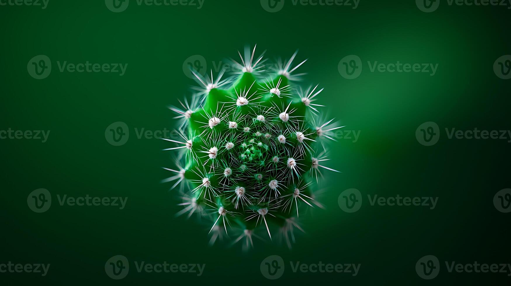 Close-up view of a vibrant green cactus with white spines against a blurred green background photo
