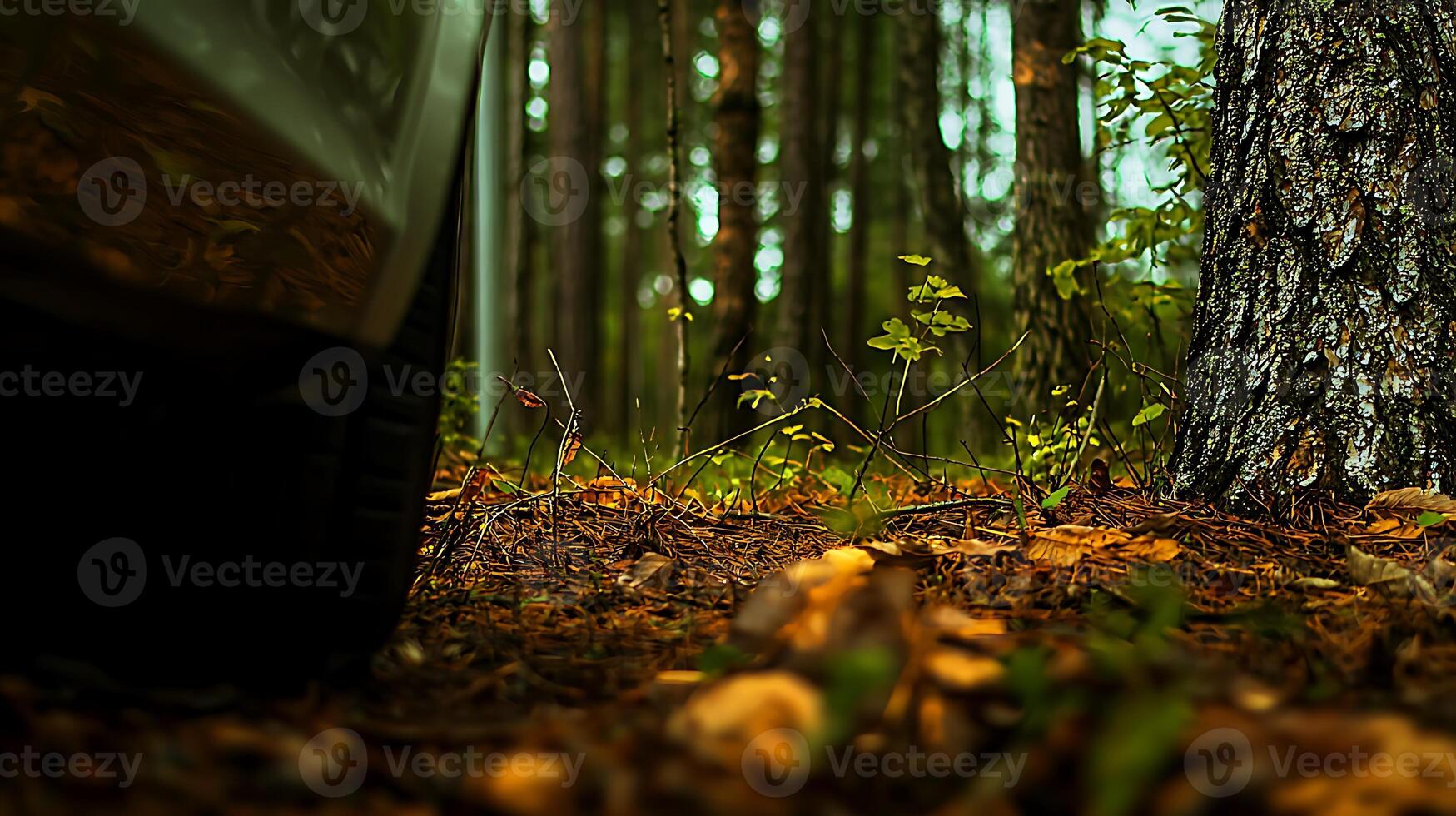 Close-up view of a vehicle tire on forest floor surrounded by trees and foliage in autumn photo
