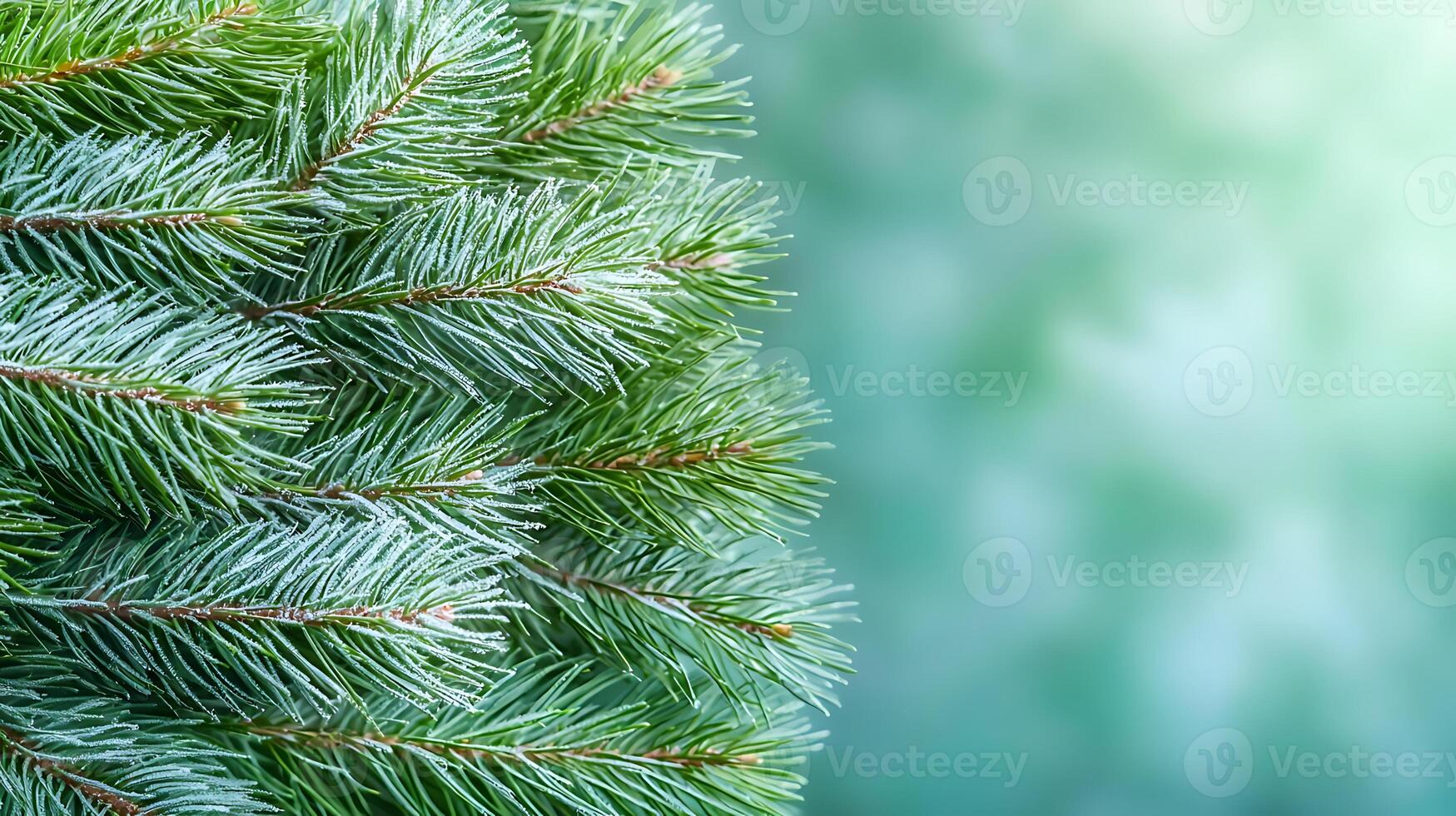 Close-up view of fresh evergreen pine branches with a soft blurred green background photo