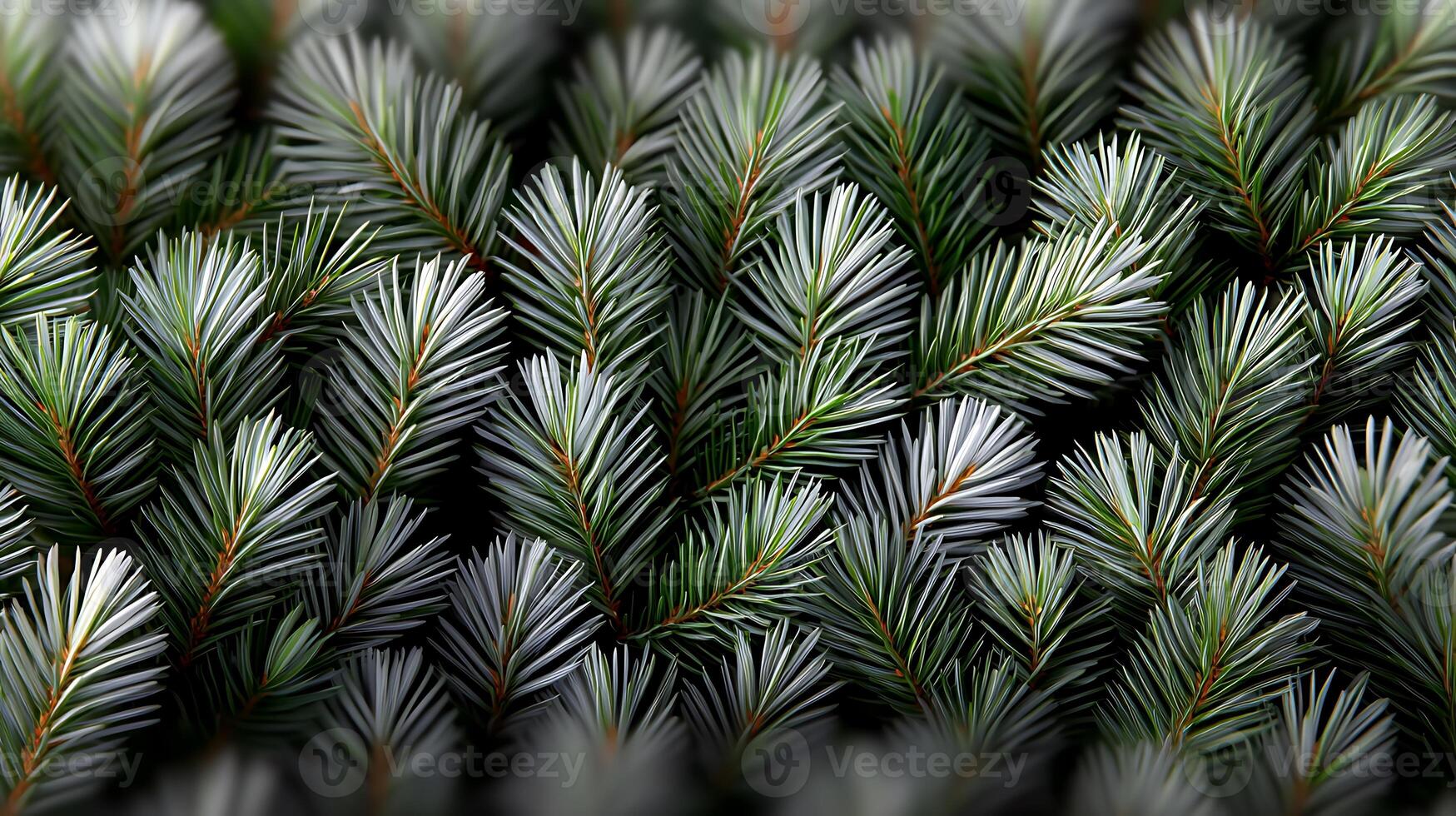 Close-up view of green pine tree branches showcasing texture and color variations in nature photo