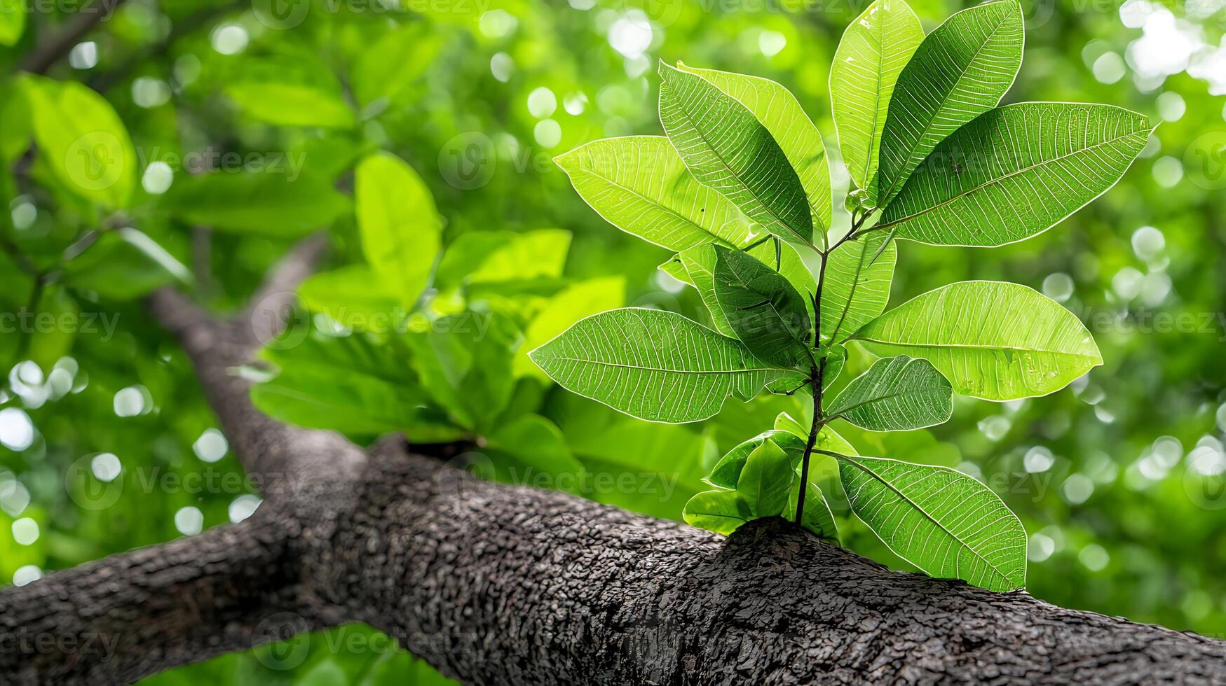 Close-up view of lush green leaves on a tree branch with sunlight filtering through foliage photo