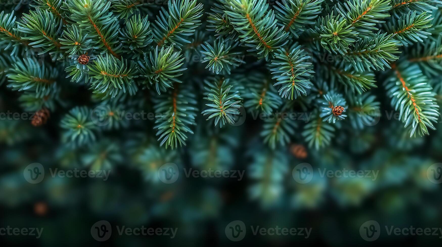 Close-up view of lush evergreen tree branches with pine cones, showcasing vibrant foliage photo