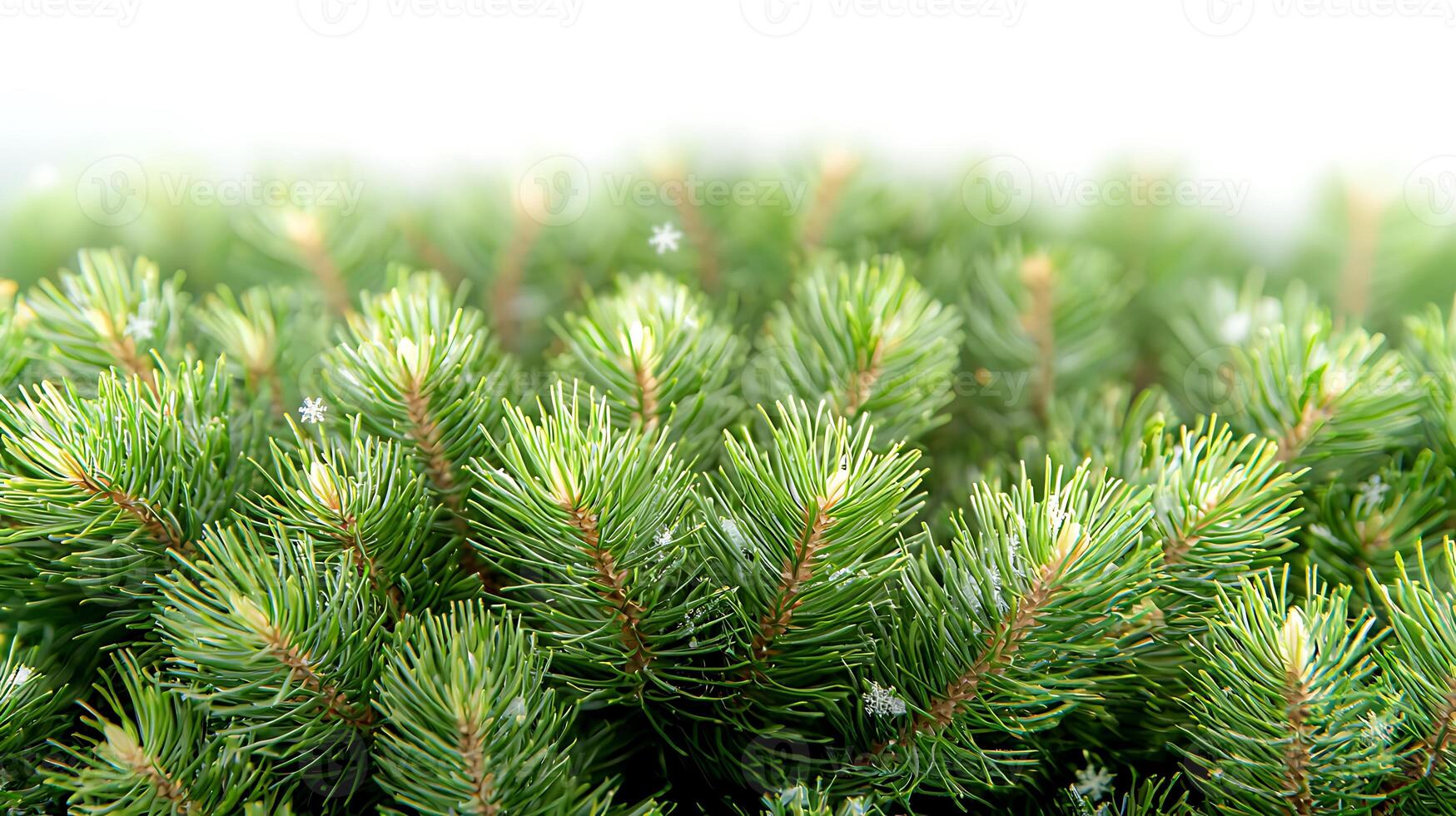 Close-up view of lush green pine branches dusted with snowflakes in a serene winter setting photo