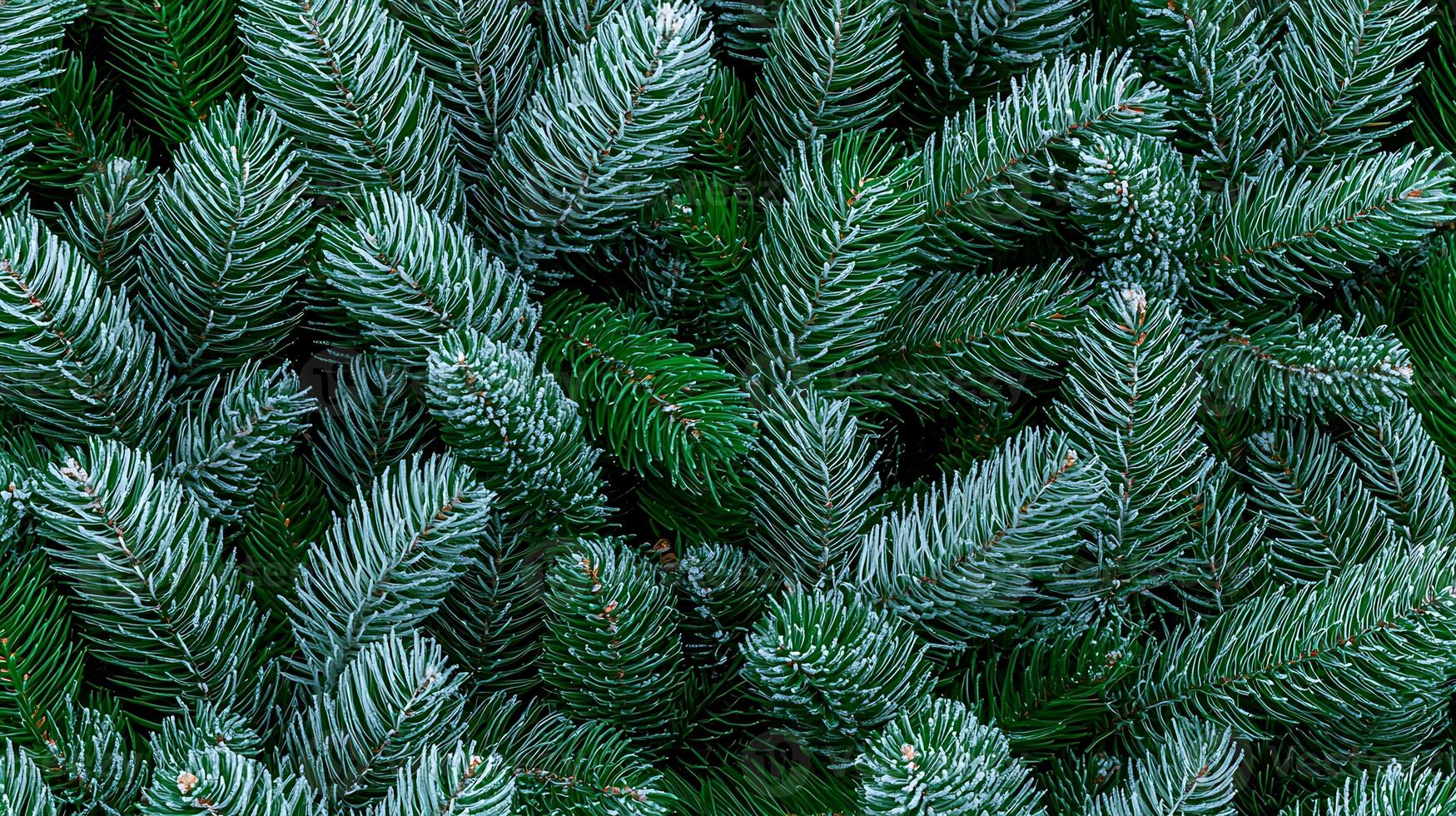 Close-up view of lush green pine branches, showcasing their texture and vibrant color, ideal for seasonal decor photo