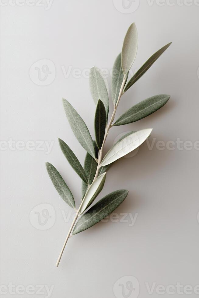 A single olive branch rests on a matte white background, highlighting soft-focus blurred edges. This composition embodies high-end botanical minimalism with fine details photo