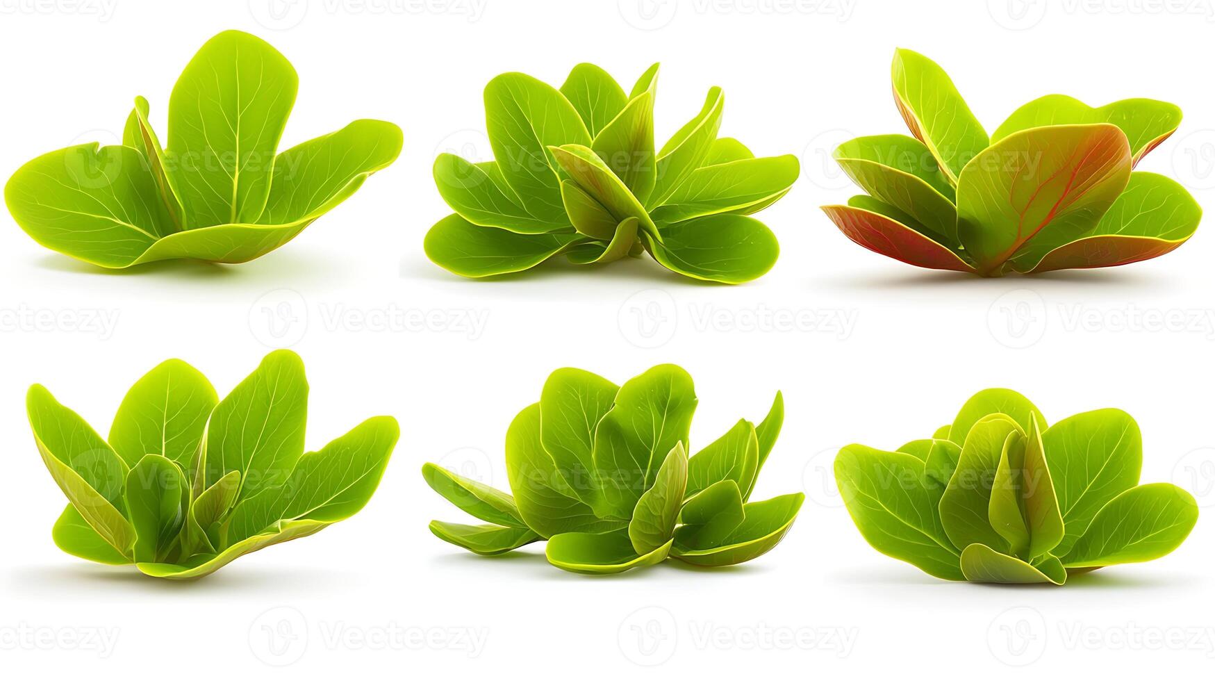 Close-up view of vibrant green succulent plants arranged artistically on a white background photo