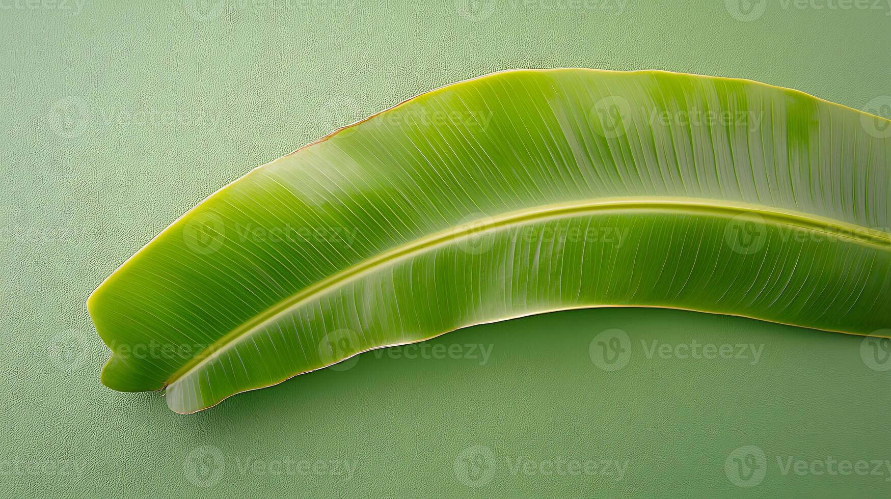Close-up view of vibrant green banana leaves arranged on a soft green background, showcasing nature's beauty photo