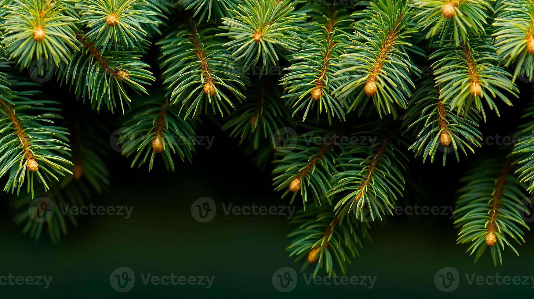 Close-up view of vibrant green spruce tree branches with budding cones against a dark background photo