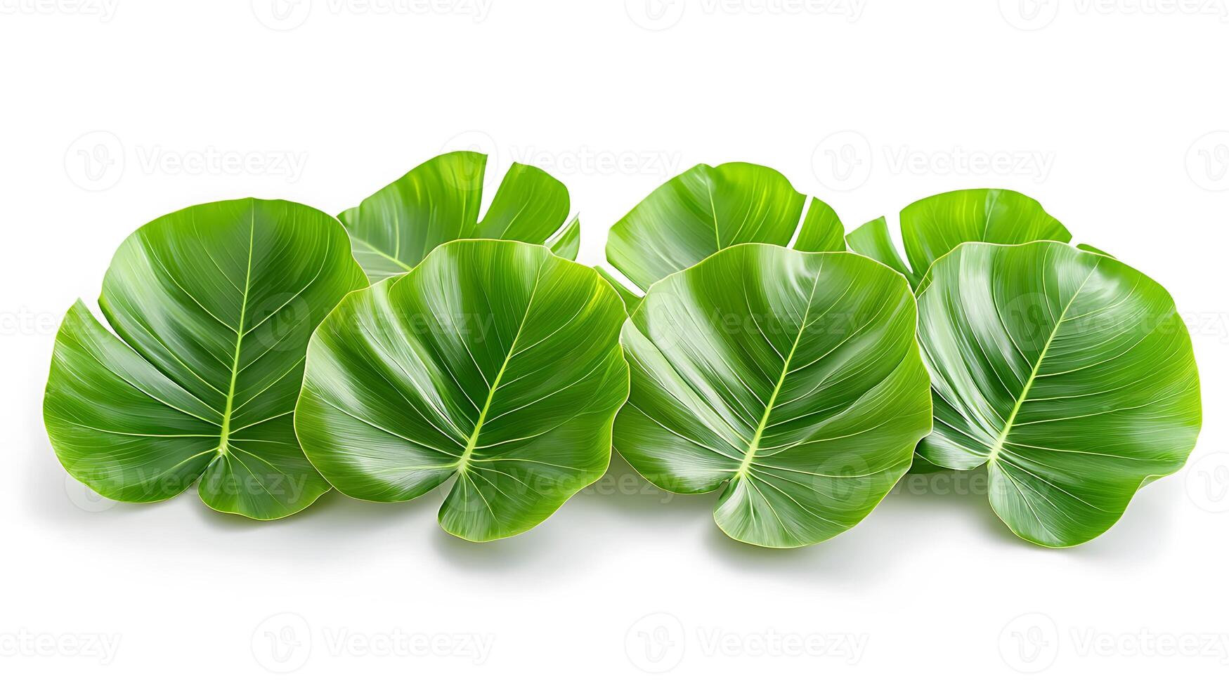 Lush green tropical leaves arranged elegantly on a white background, ideal for nature-themed designs photo