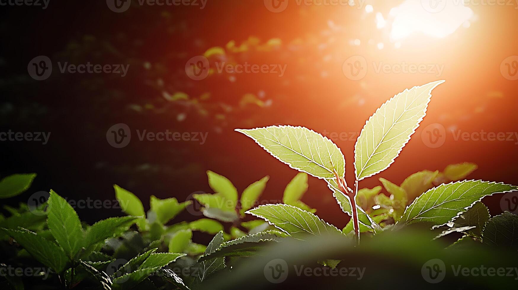 Sunlight Illuminates Fresh Green Leaves in a Lush Forest Setting with Soft Background photo