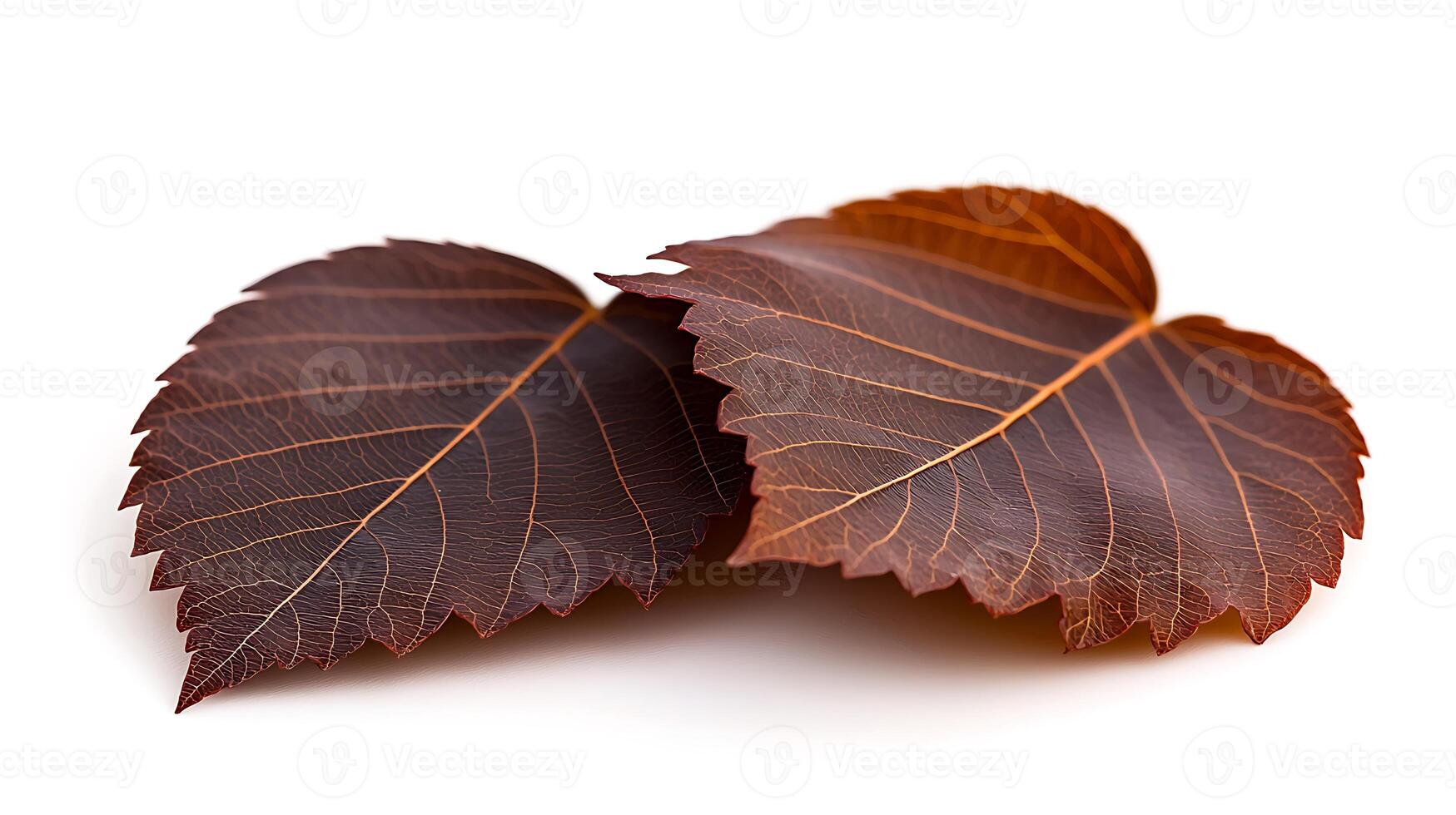 Two beautifully arranged autumn leaves showcasing intricate vein patterns on a white background photo