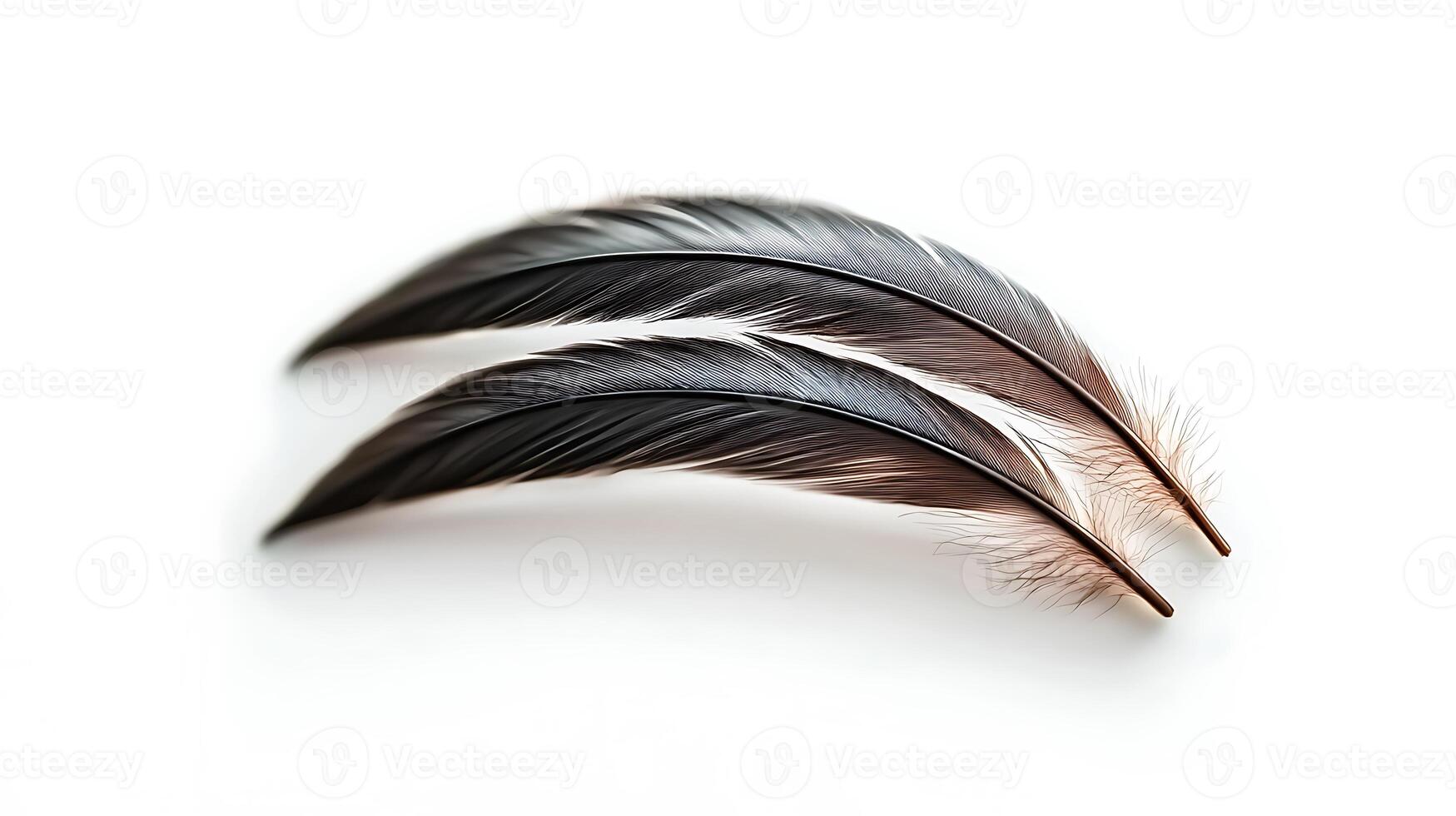 Two elegantly arranged feathers showcasing intricate details and textures, set against a clean white background photo
