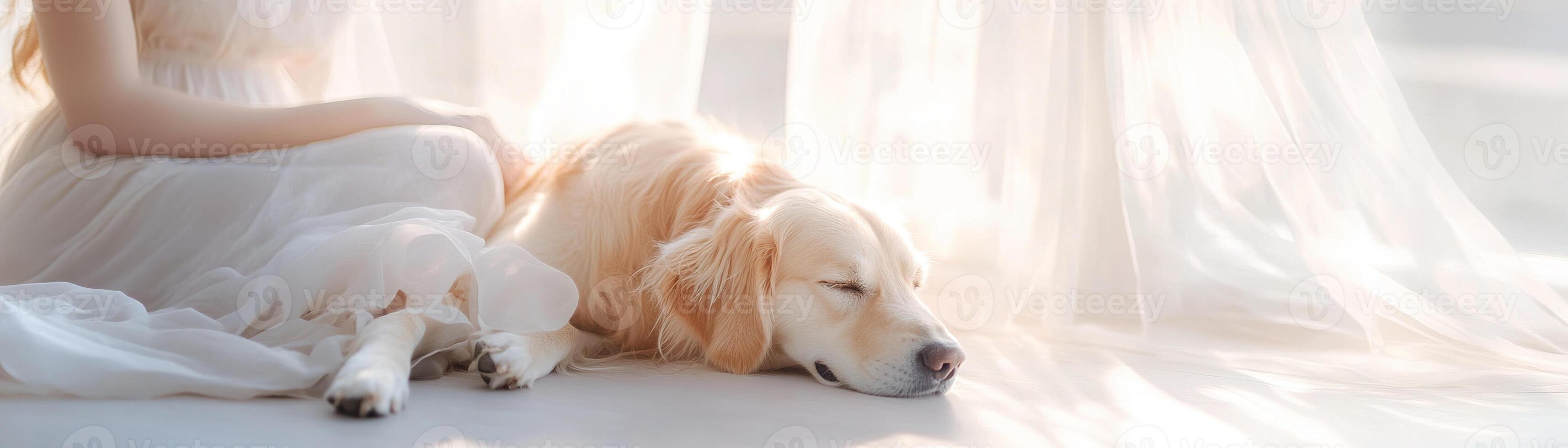 Soft sunlight filters through a window, illuminating a serene moment as an elegant woman sits gracefully with her golden retriever resting beside her, wrapped in warm pastels photo