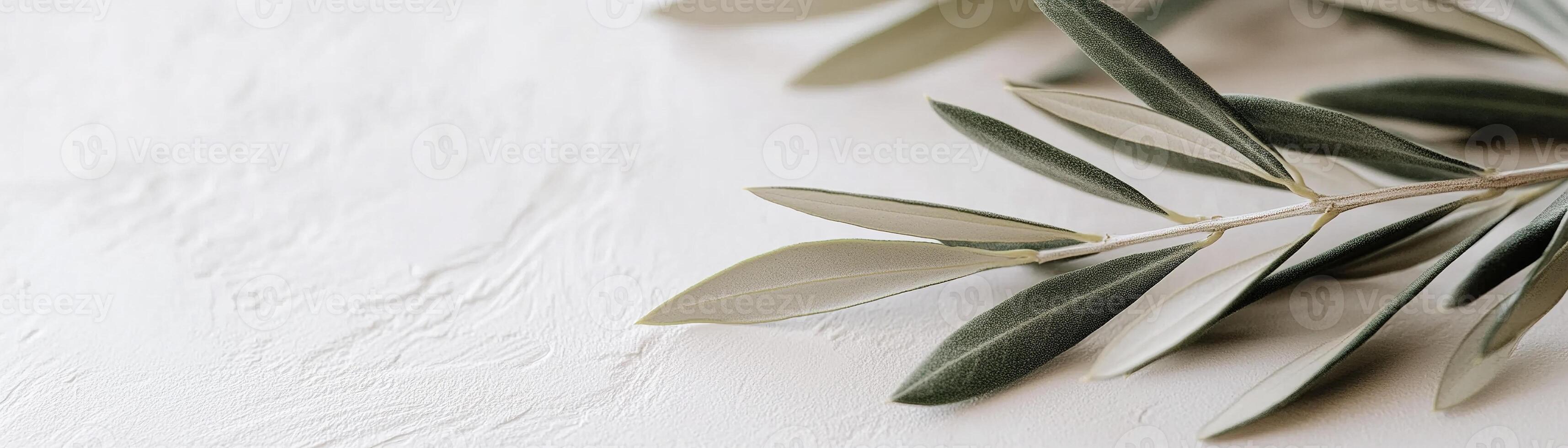 Delicate olive branch rests on a soft matte white background, featuring blurred edges that enhance the luxury aesthetic. The composition highlights botanical elegance and minimalism photo