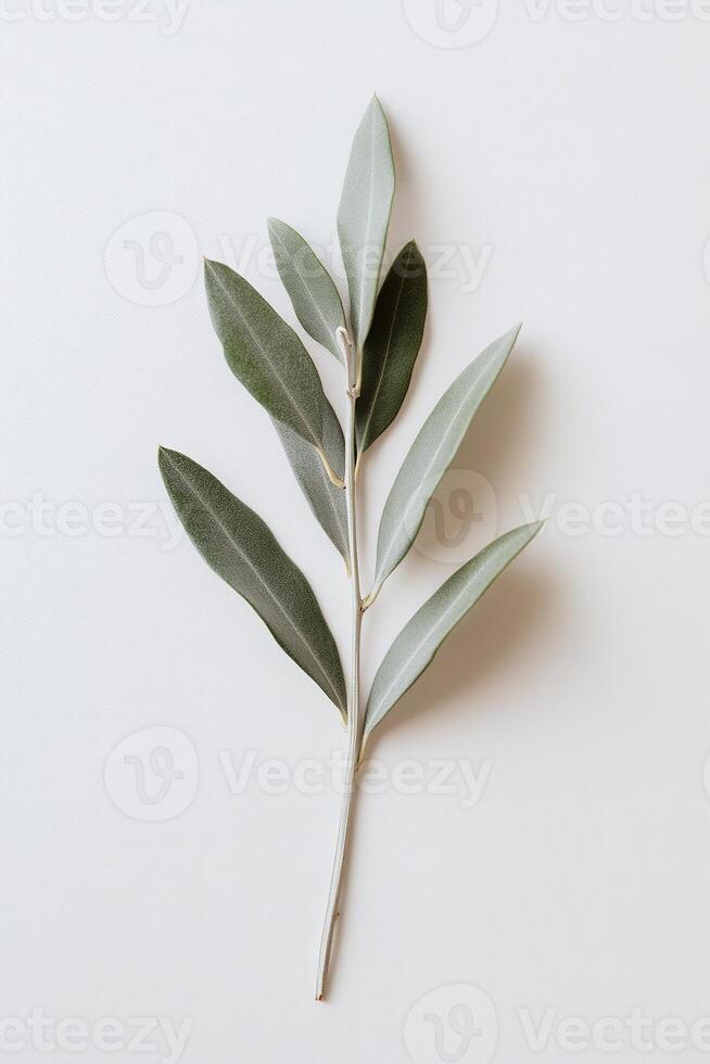 A single olive branch lies gracefully on a matte white background, accentuated by soft-focus blurred edges, highlighting a luxurious and minimalist aesthetic that celebrates nature's simplicity photo