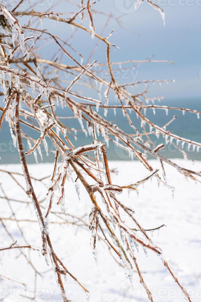 tree branches covered with transparent ice and icicles. the whole earth around is covered with snow. the blue sea is visible on the horizon, vertical photo