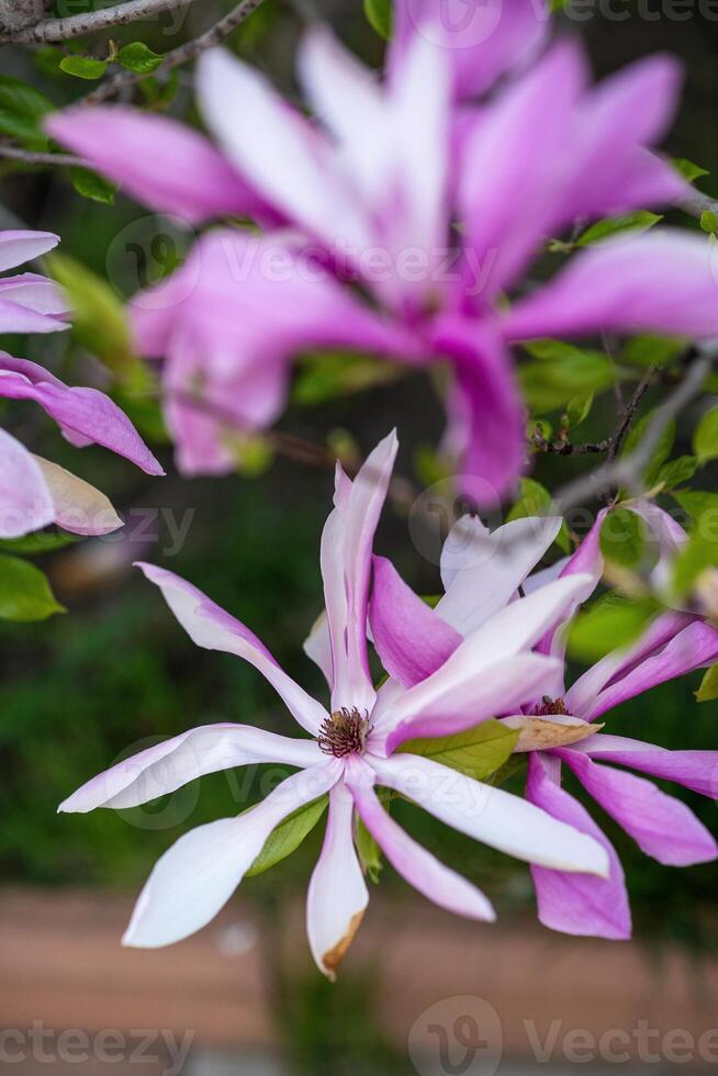 close-up of a blooming bright pink magnolia tree. on a tree branch there are many pink flowers that are fully bloomed. the background is blurred photo