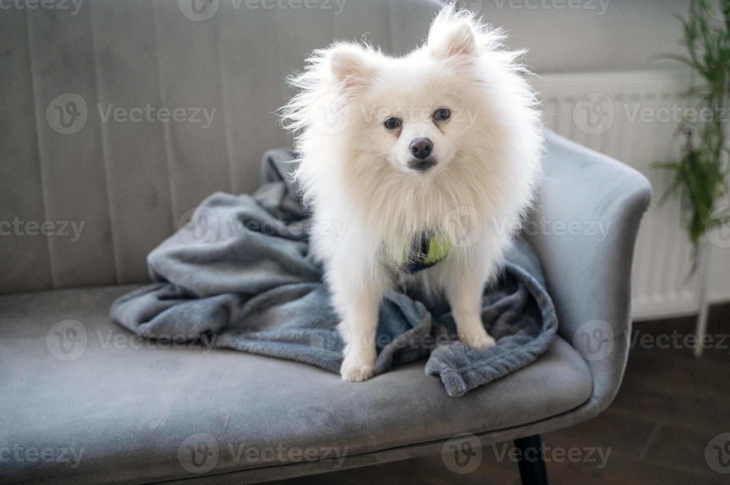 White fluffy spitz sits on a gray sofa. There is a fluffy blanket on the sofa. A cute dog is looking at the camera. photo