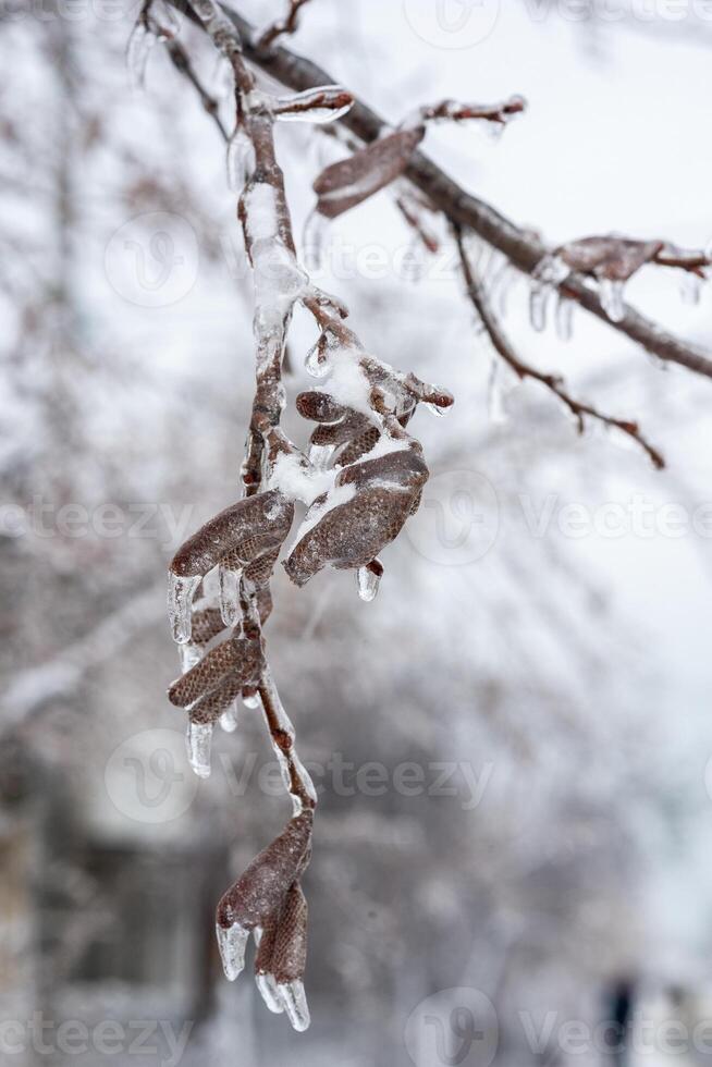 birch branches covered with ice. tree completely covered with ice. buds on the tree are frozen photo