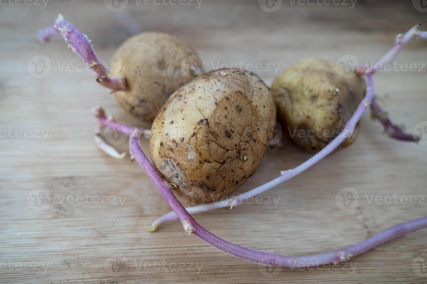 sprouted potatoes on a wooden table. three potatoes sprouted with long purple shoots. organic potatoes for planting in the garden. photo