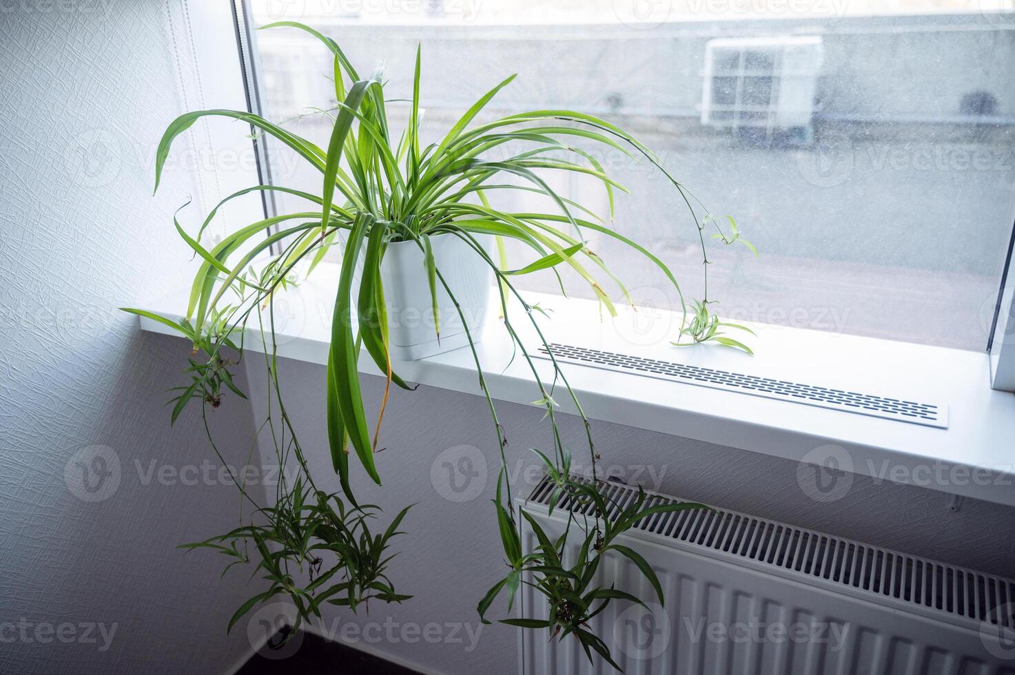 close-up of a chlorophytum flower in a white pot. The flower is on the windowsill. There is a white heating battery nearby. It is daytime outside. A ventilation grill is mounted on the windowsill photo