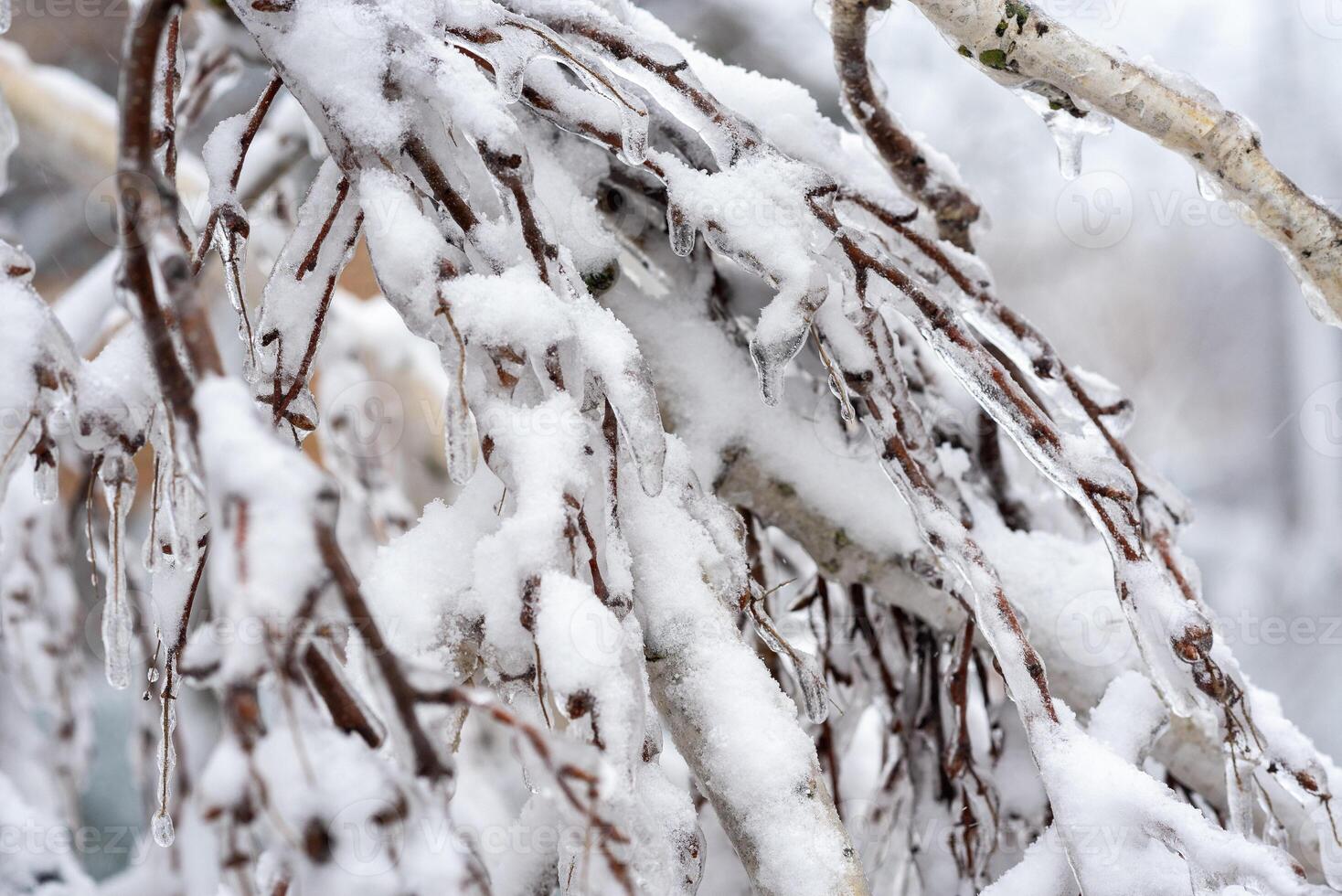 A tree covered in snow. High quality photo, birch branches with icy branches. ice, icicles and snow on birch branches. horizontal photo