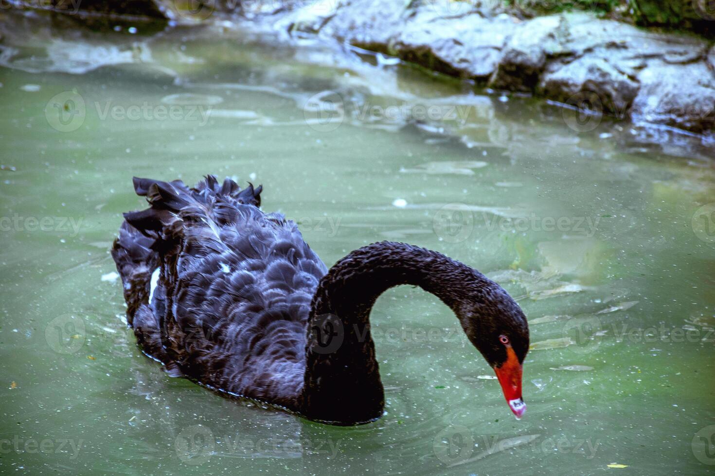 A swan swimming in a body of water. High quality photo, close up of a black swan swimming on water with rocky shore in the background and swan looking into water photo