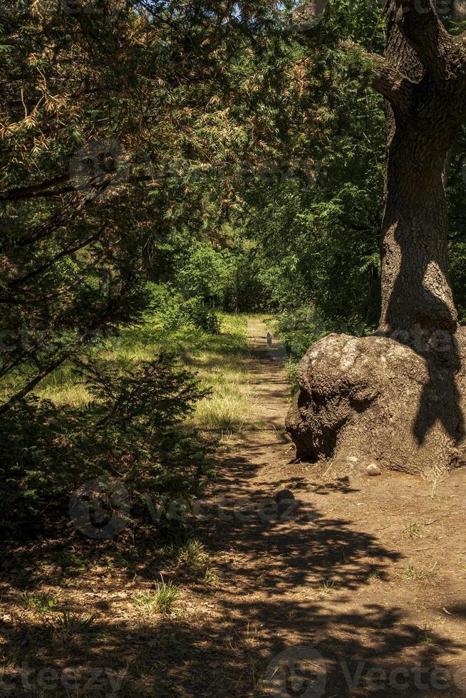 forest path in the park huge trees grow around. the ground around the path is covered with ivy. the shadow from the sun falls on the ground. picturesque tree trunk photo