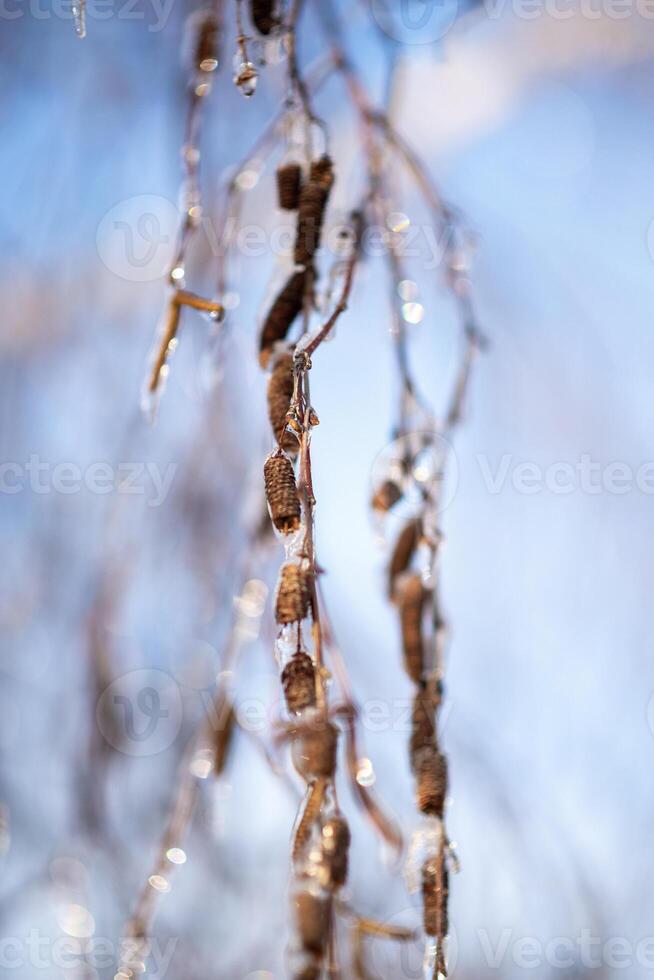 tree branches covered with snow in winter. ice and frost. transparent icicles on the branches. ice covered the fruits of the tree, icicles on a birch close-up, vertical photo. photo