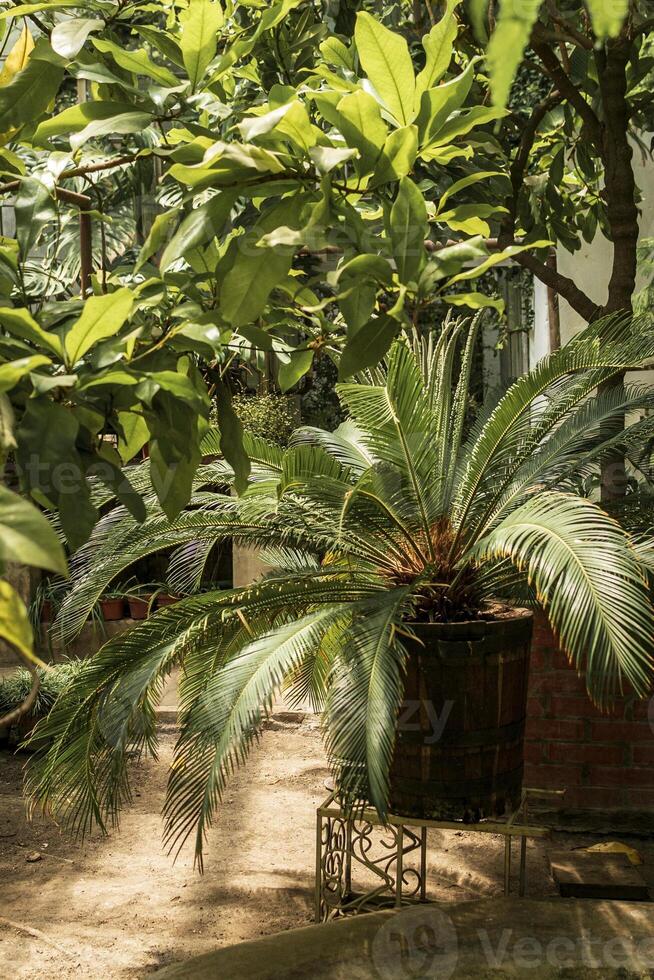 tropical garden with palm trees with variety of tropical trees. evergreen palm trees in large pots. vertical photo.sun shining brightly photo