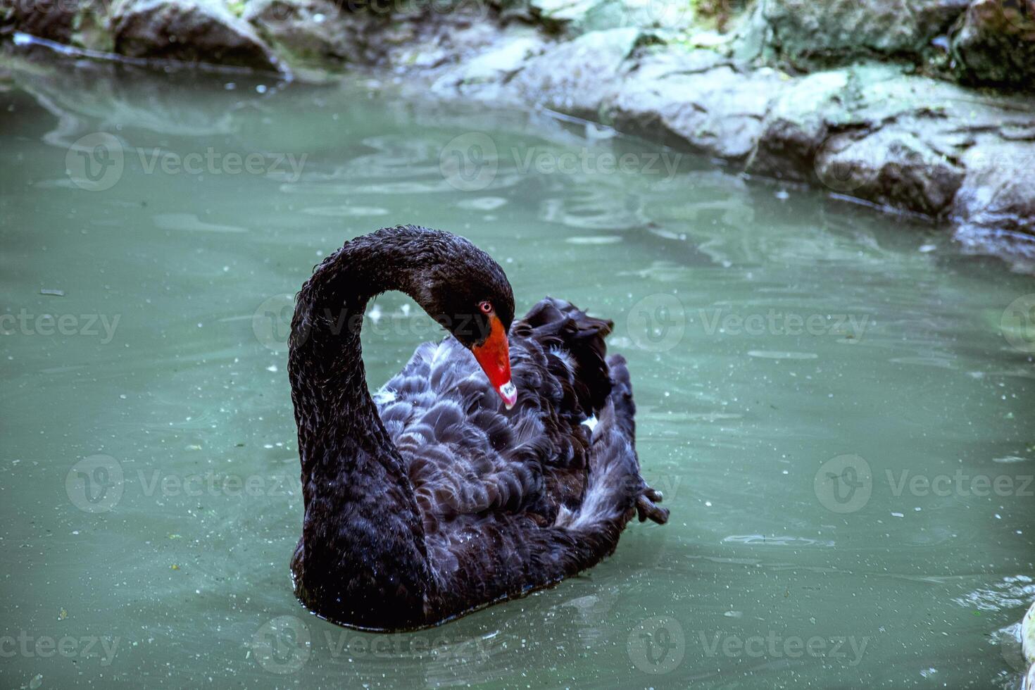 A swan swimming in a body of water. High quality photo,close-up of a black swan swimming in the water, rocky shore in the background, swan looking into the frame photo