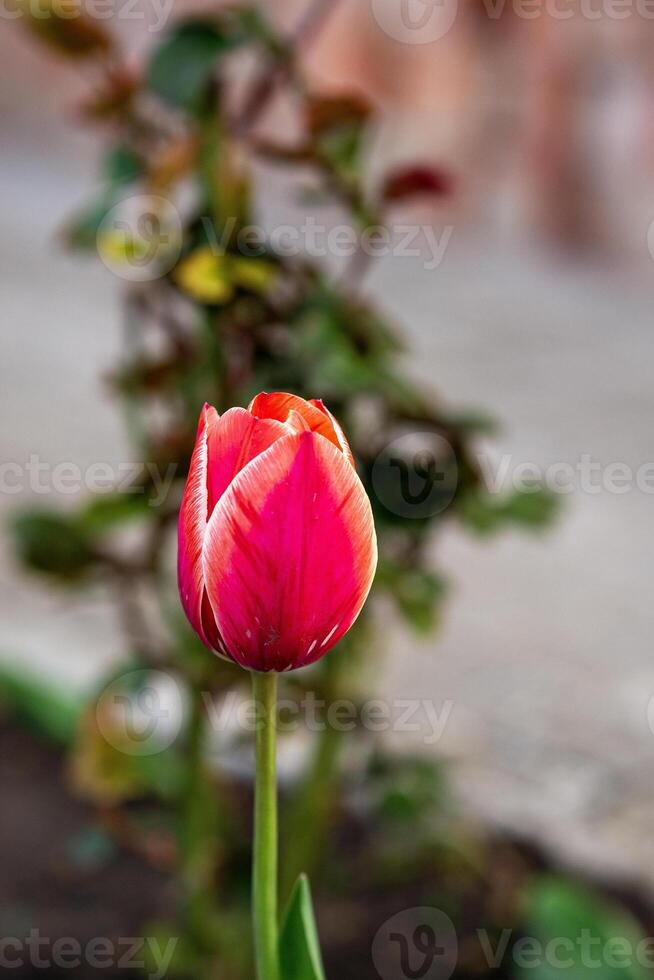 Close up of tulip flower growing in garden. Tulip bud closed, top view.A close up of a flower. High quality photo