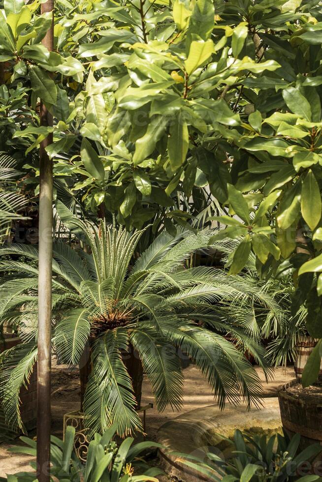 tropical garden in a greenhouse with a huge palm tree. many leaves of an evergreen tree in the foreground. close-up of palm tree leaves. sunny day. palm trees in huge pots. photo