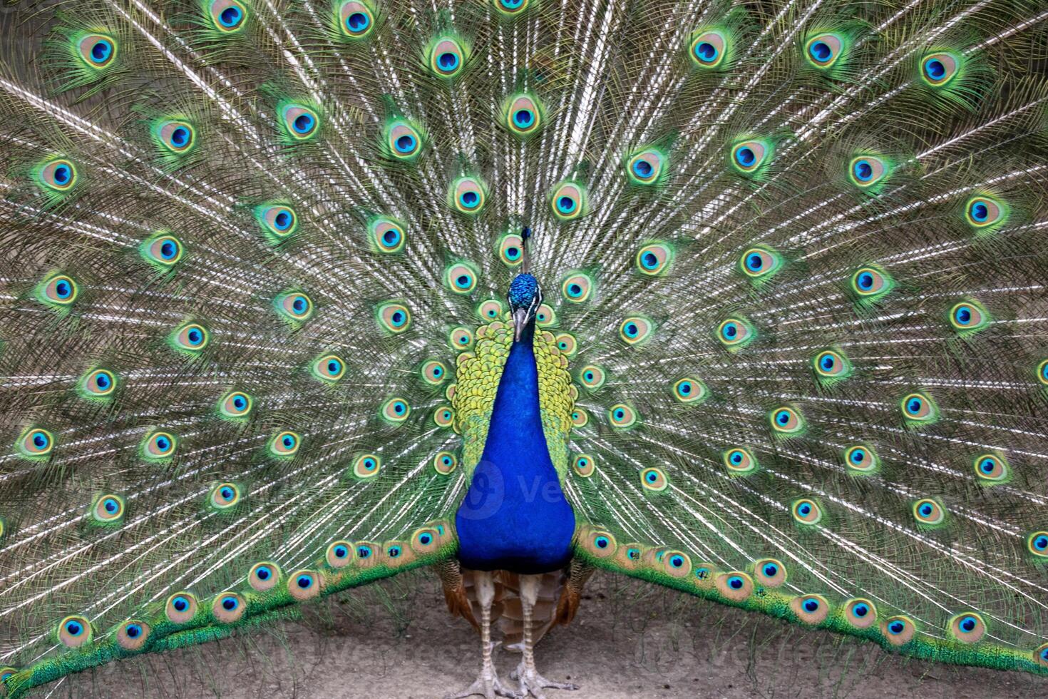 A bright male peacock spreads his beautiful tail like a fan. The tail is shown in close-up, The peacock is showing off his bright plumage, with bright blue feathers and a crest on his head photo