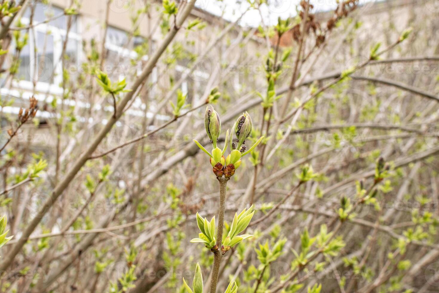 lilac branches in early spring with buds and leaves against the sky. buds began to swell. young tree bright green against the background of the house photo