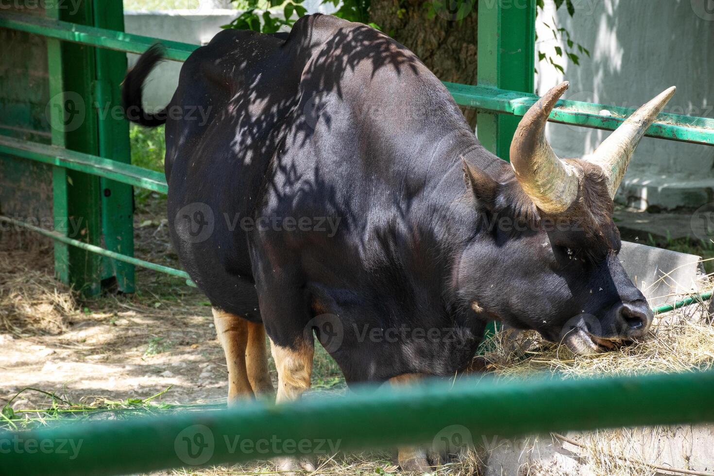 A huge black buffalo with big horns is eating grass. Its horns are grey and it is chewing hay. photo