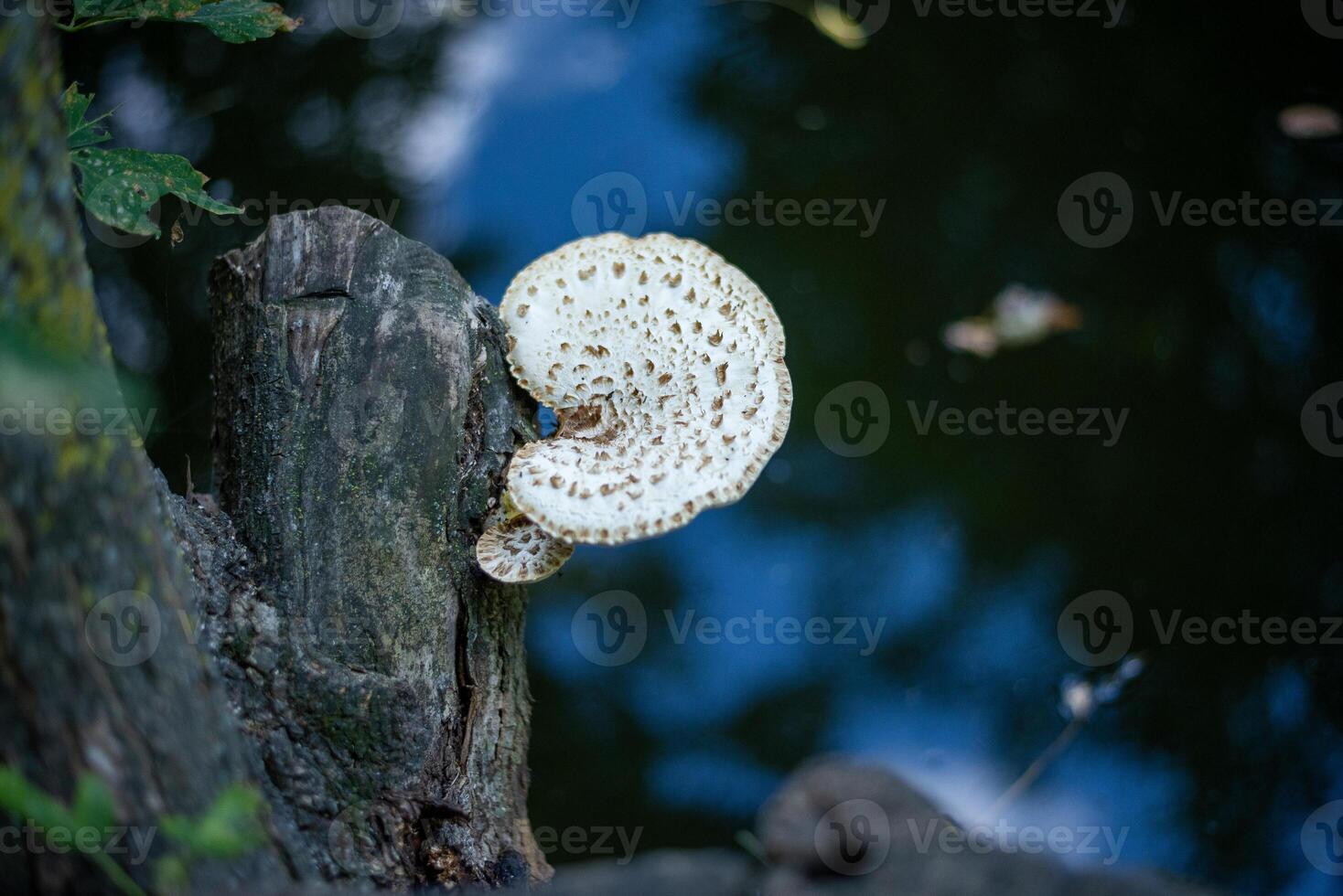 close up of white mushroom is a monochromatic serena. in the background is dark blue water. mushrooms grow on a tree. top view around green leaves photo