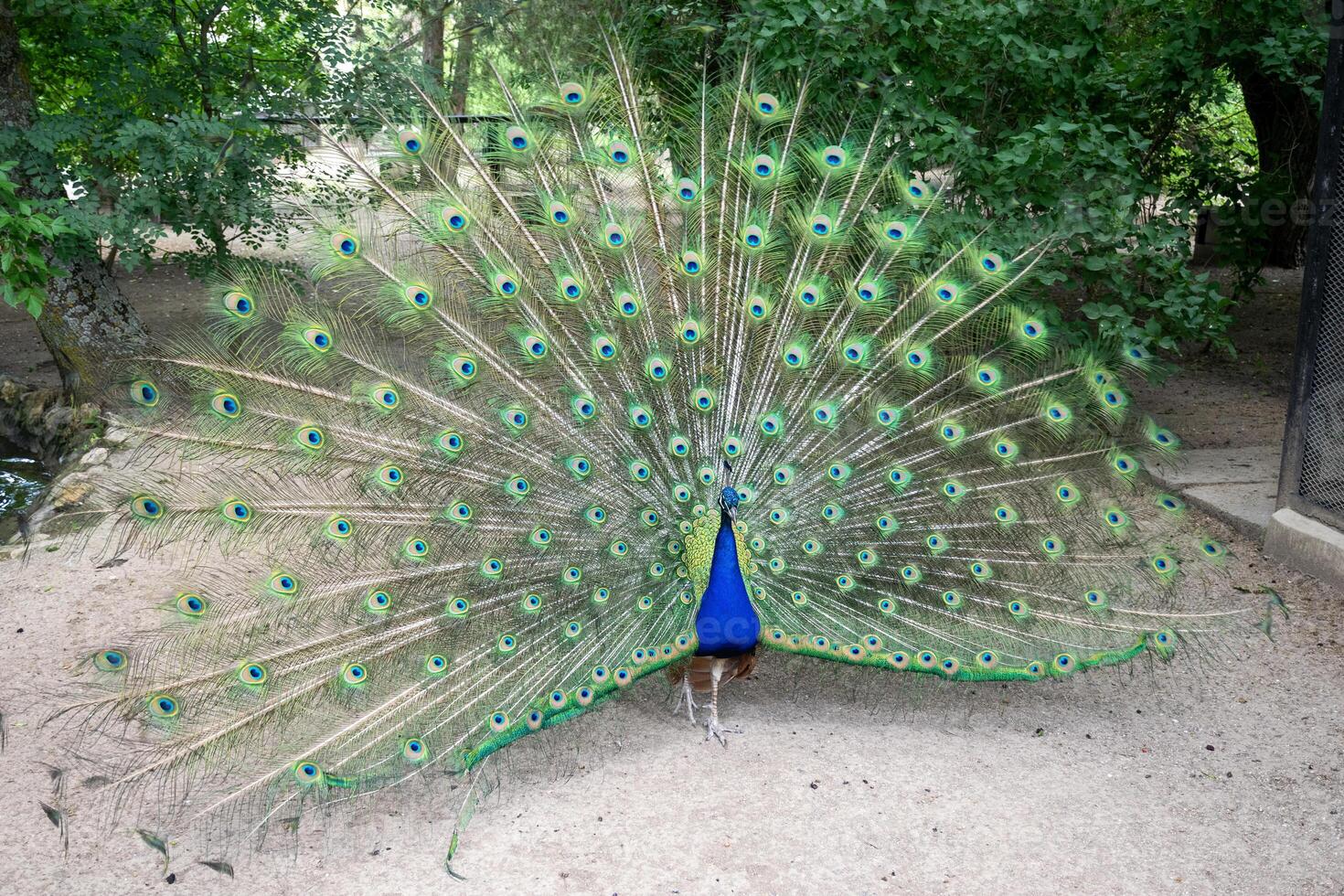 A bright male peacock spreads his beautiful tail like a fan. He walks along the road in the city park. He shows off his bright plumage, bright blue feathers and a crest on his head. photo
