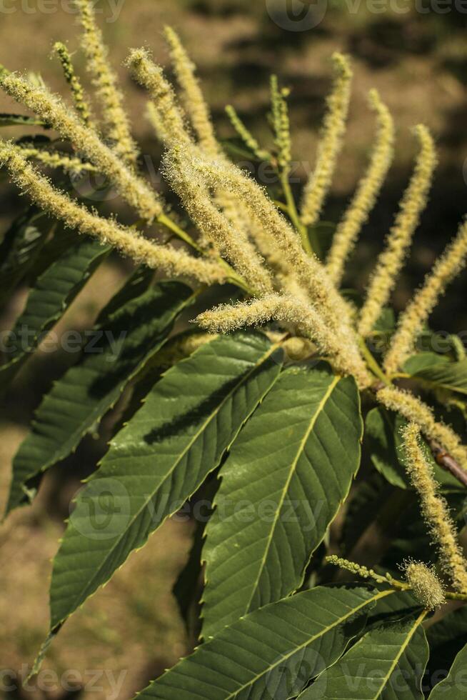 close up of tree branch. twig with yellow fluffy buds and green leaves. A close up of a plant. High quality photo