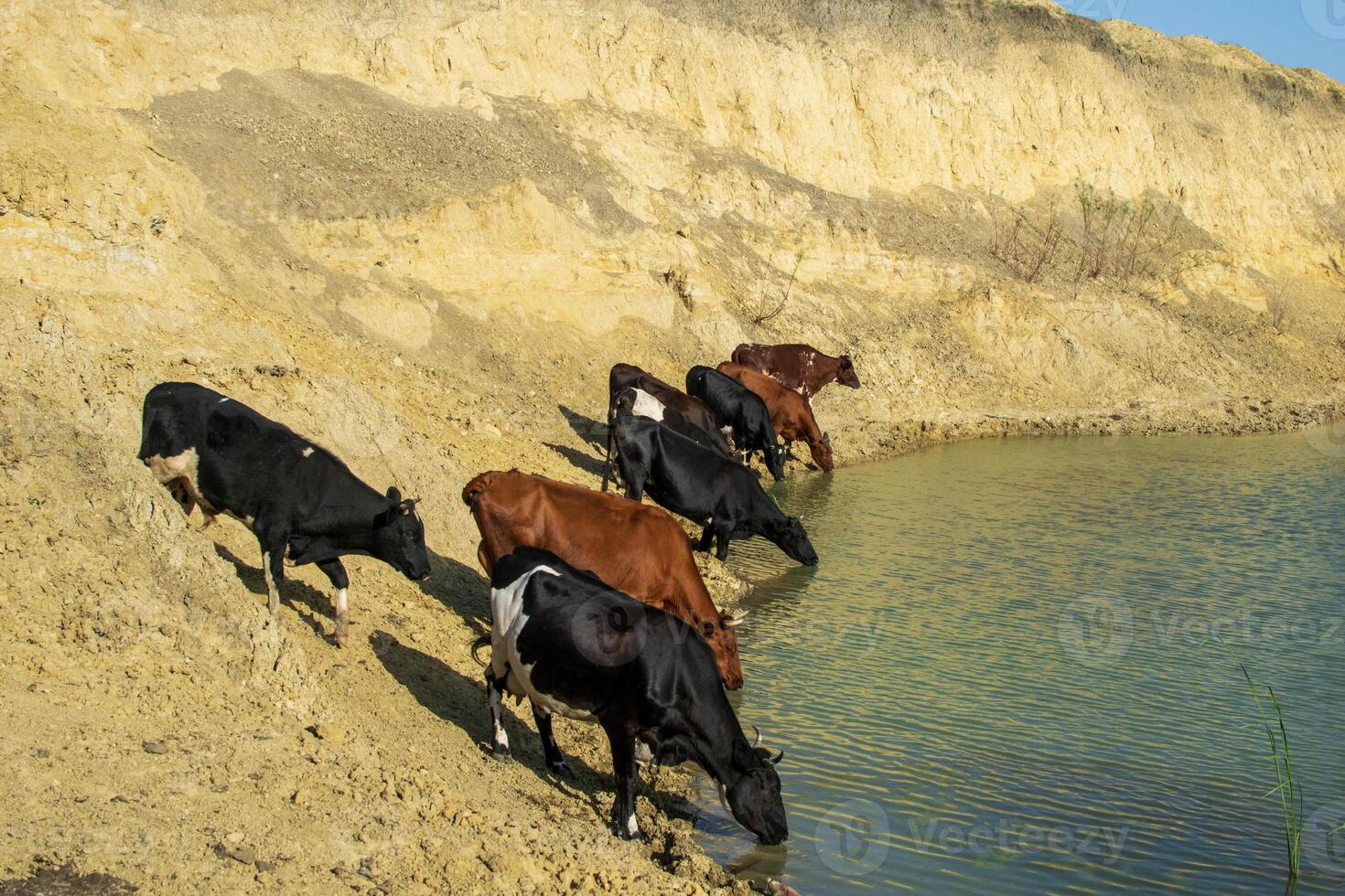 A herd of cows came to drink at a lake among the hills. The cows are brown and black. The cows are drinking water. photo