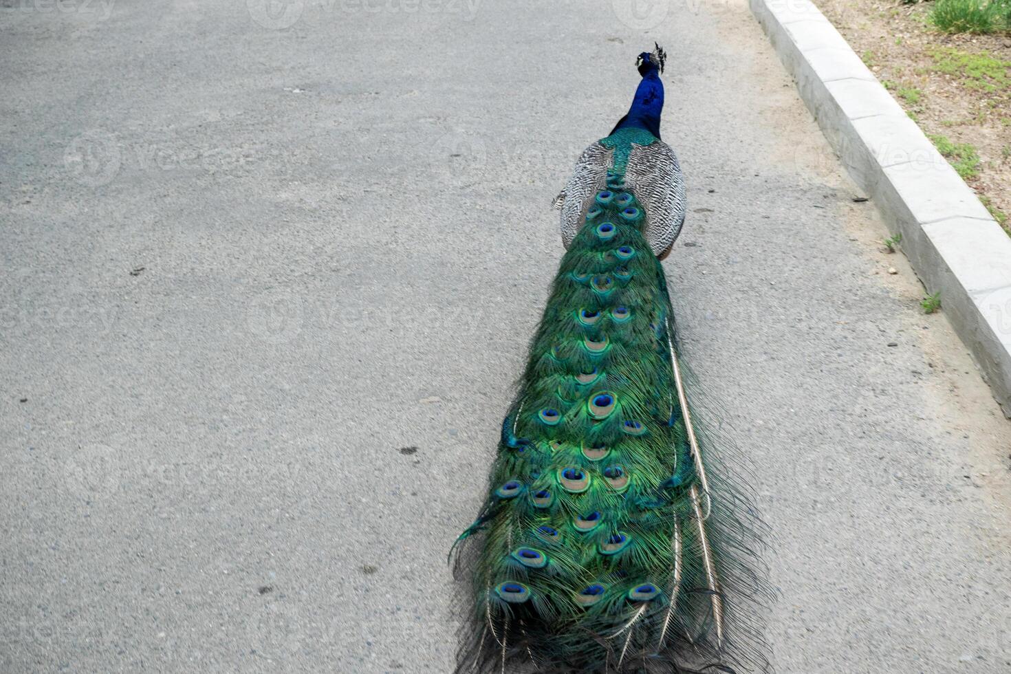 A bright male peacock walks along the road with its tail folded. It shows off its bright plumage, bright blue feathers and a crest on its head, rear view photo