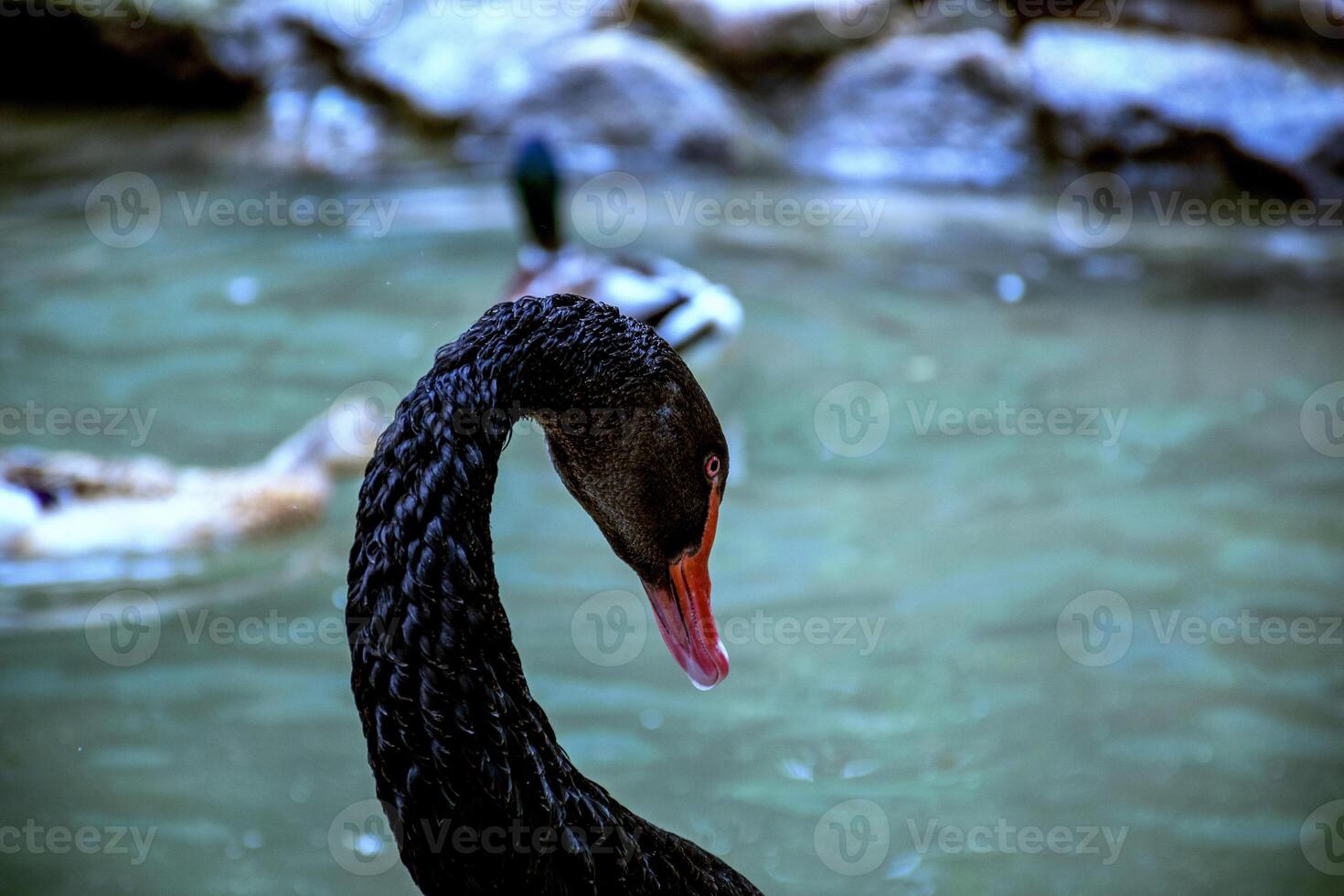 A close up of a bird flying over a body of water. High quality photo, close up of the head of a black swan swimming on water. photo