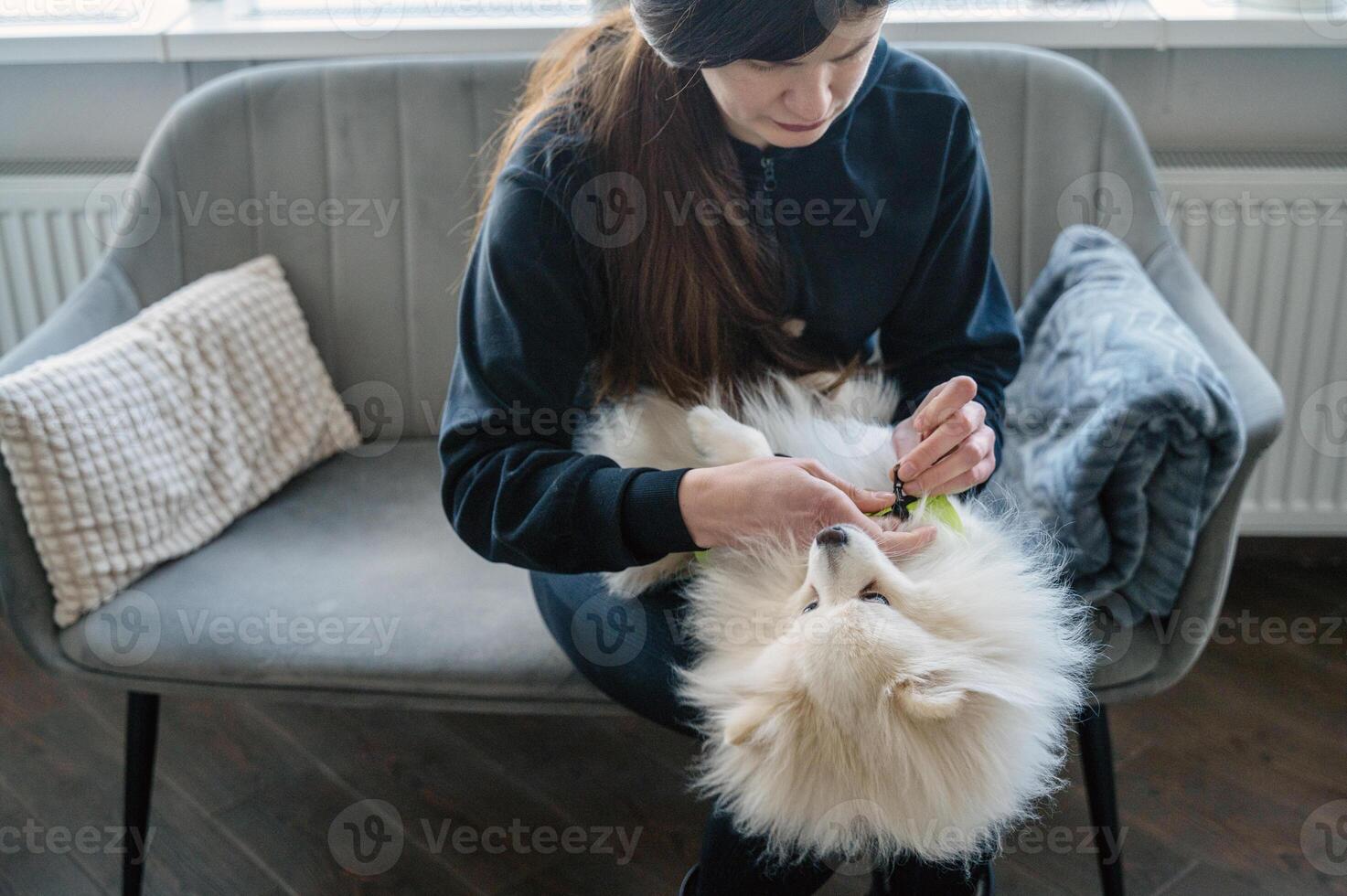 The girl is sitting on the sofa and dressing her dog. The dog is white, fluffy, Spitz breed. The girl is looking at the dog. And she dresses it in a yellow jacket. The dog is lying on her lap. photo