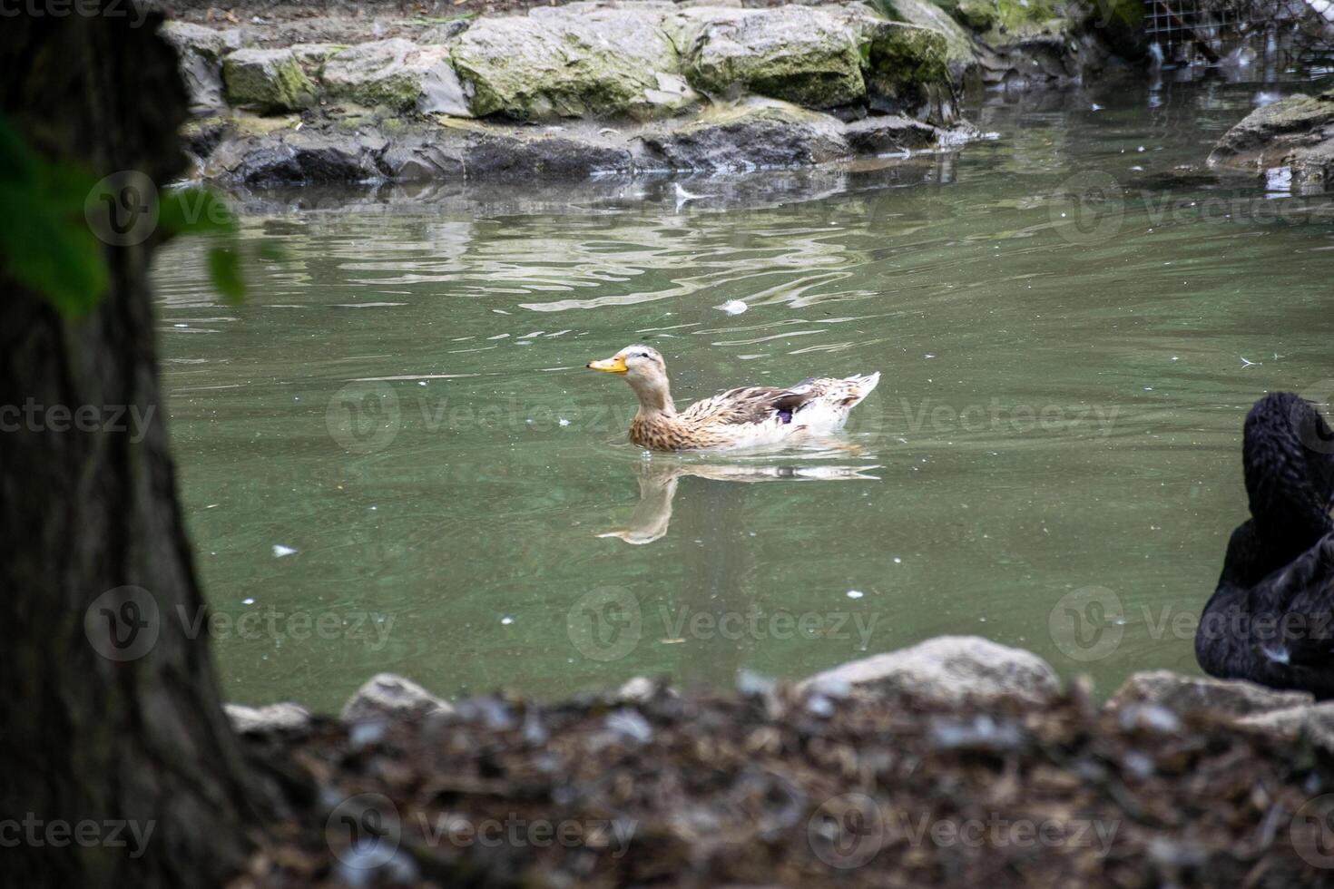 gray duck swims in the middle of the pond. general plan of the pond. duck swims on the water photo