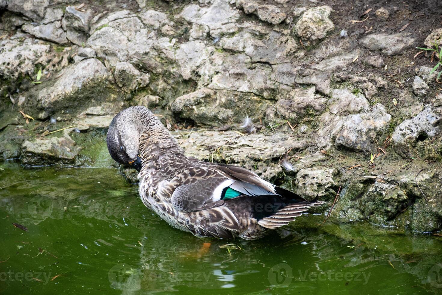 dark gray duck swims in the lake. one duck close-up, duck cleans feathers photo