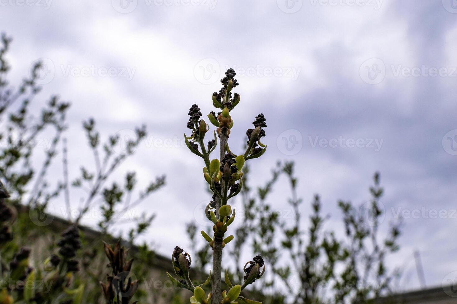 lilac branches in early spring with buds and leaves against the sky. buds began to swell. young tree against the clouds photo